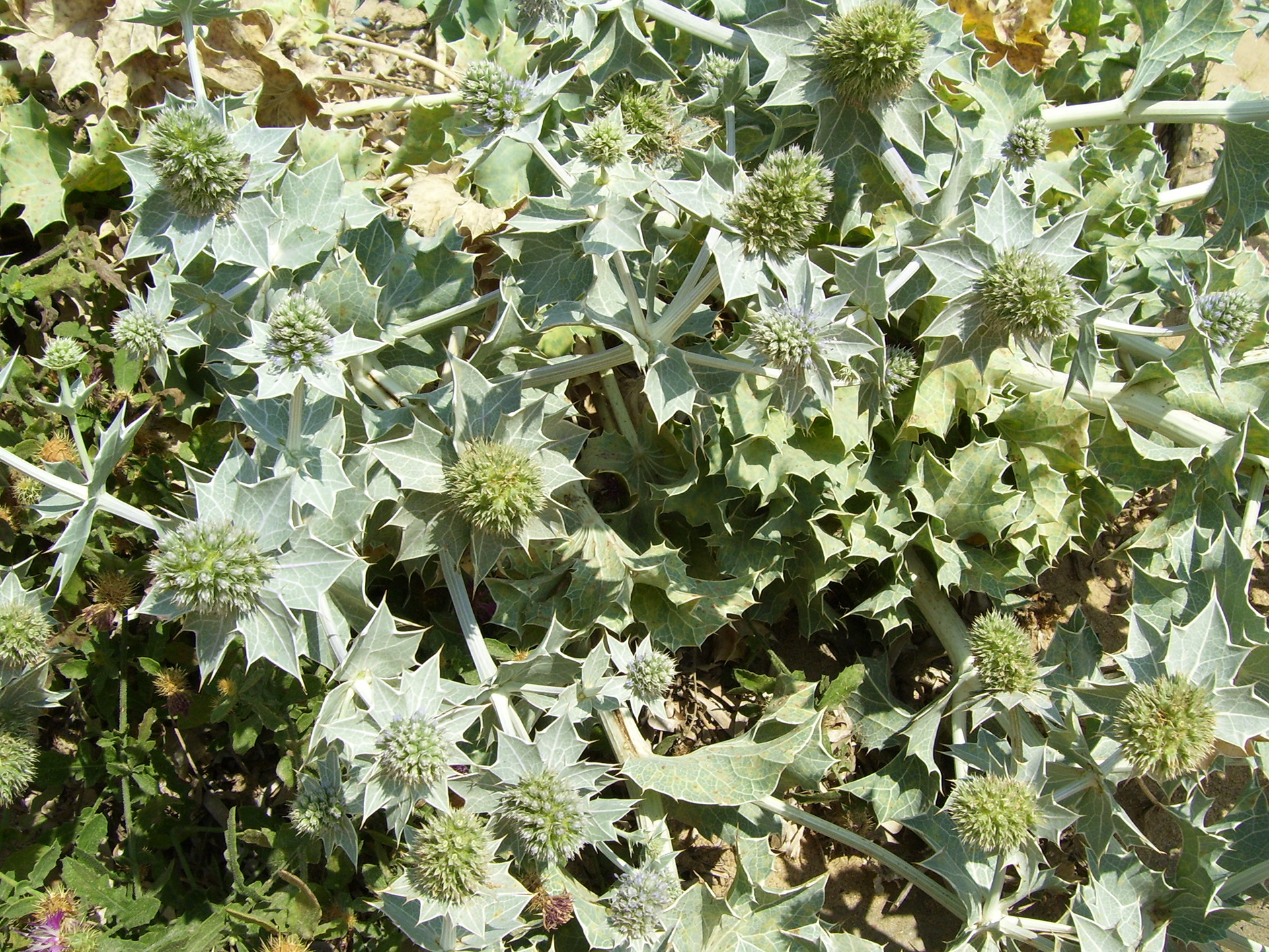 Crazy Plants