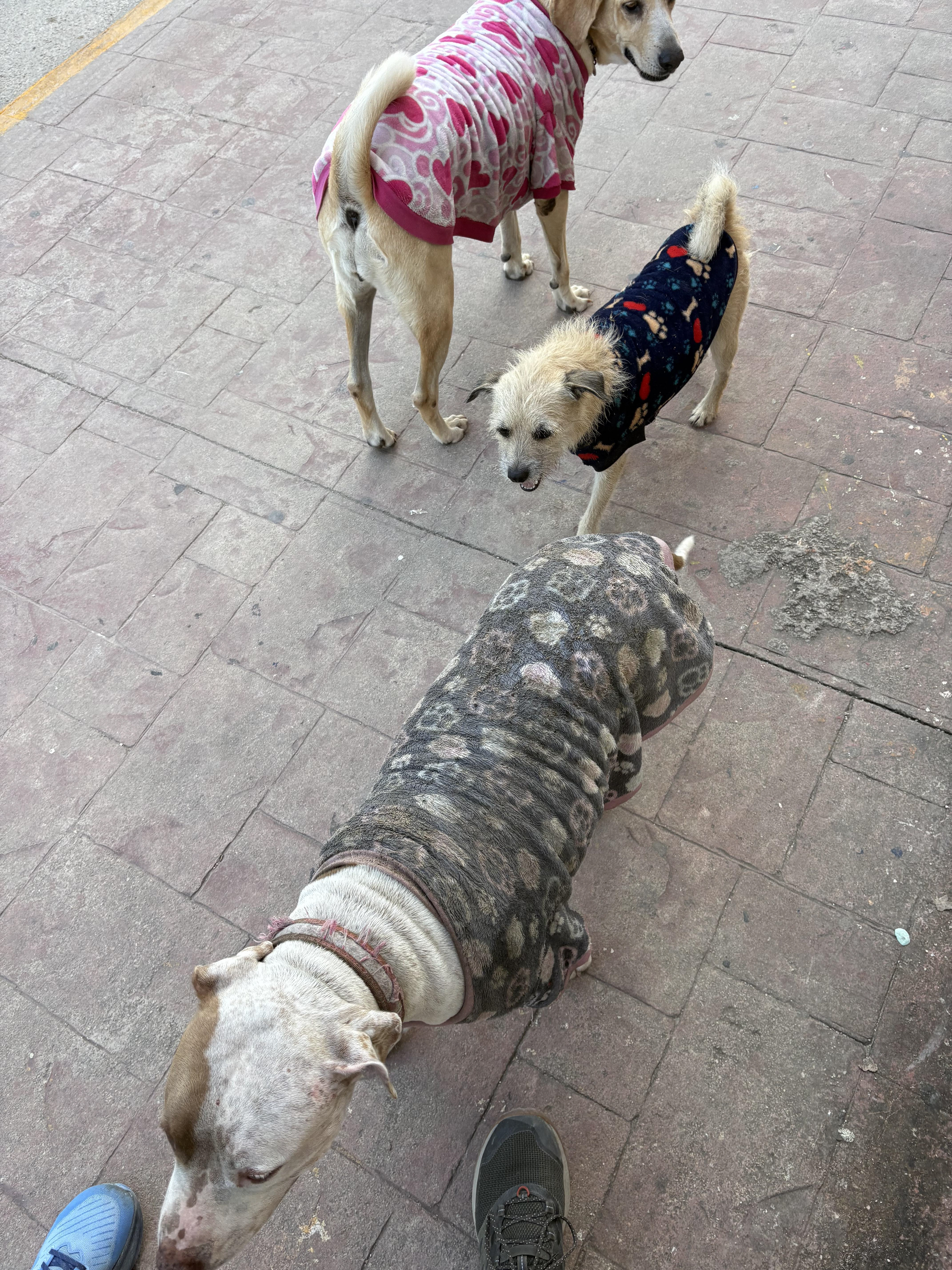 The dogs that followed us into town.