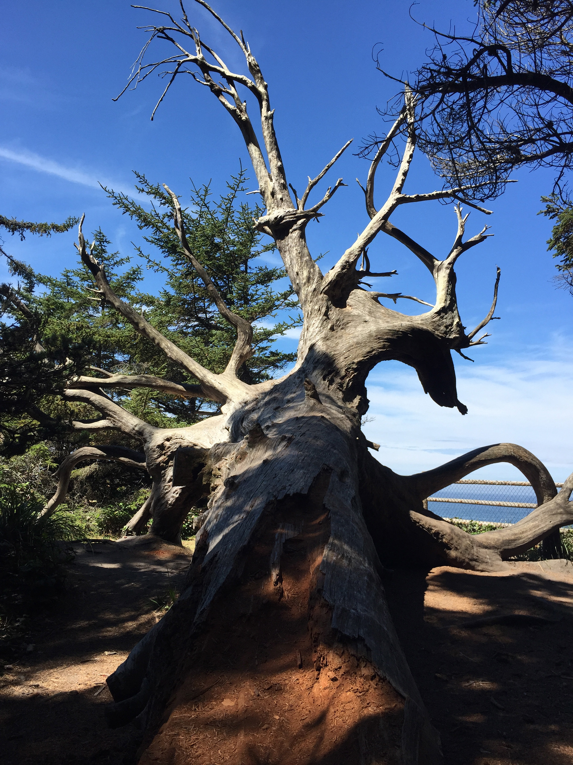 Cool trees along the trail.