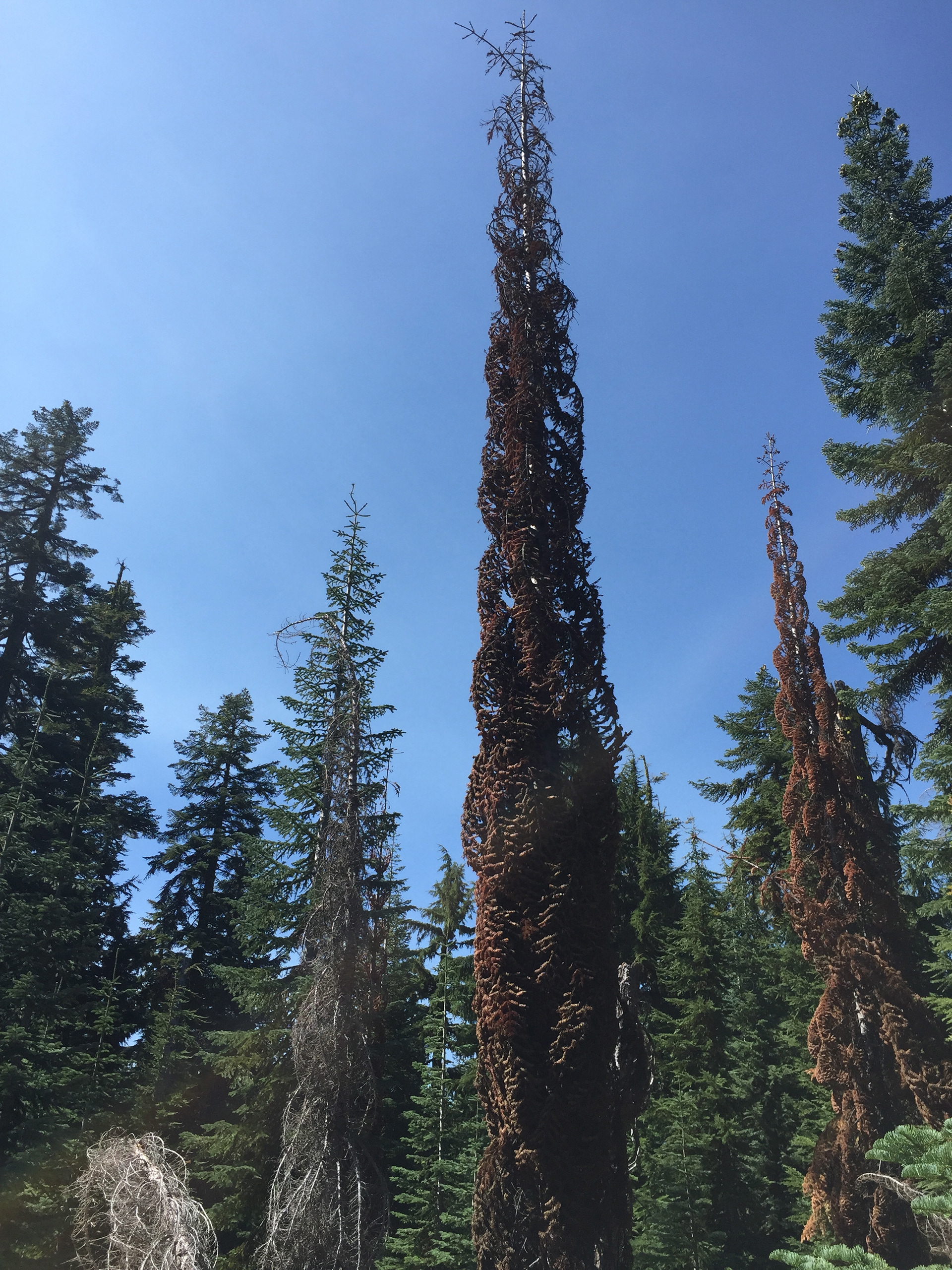 These trees are on the Crater Peak hike. They look burned, but notice how the branches are turned into the trunk. Neith of us had seen trees do this before, so wondered what caused it. Maybe bug investation?
