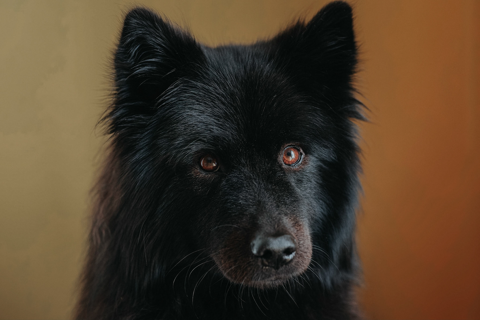 Bella, a Eurasier. Taken during a pet portrait session in Wimbledon