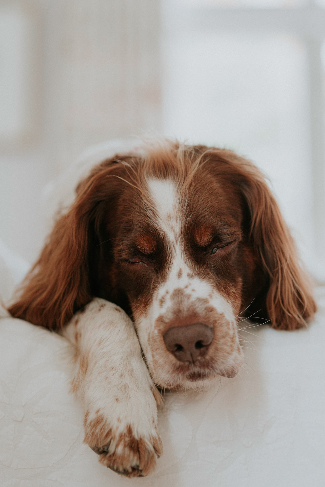 Cooper sleeping. Taken during a pet portrait session in Kensington and Chelsea