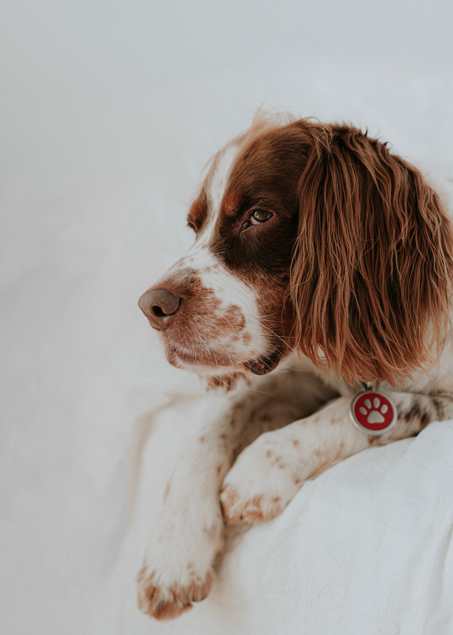 Cooper, a spaniel. Taken during a pet portrait session in Kensington and Chelsea