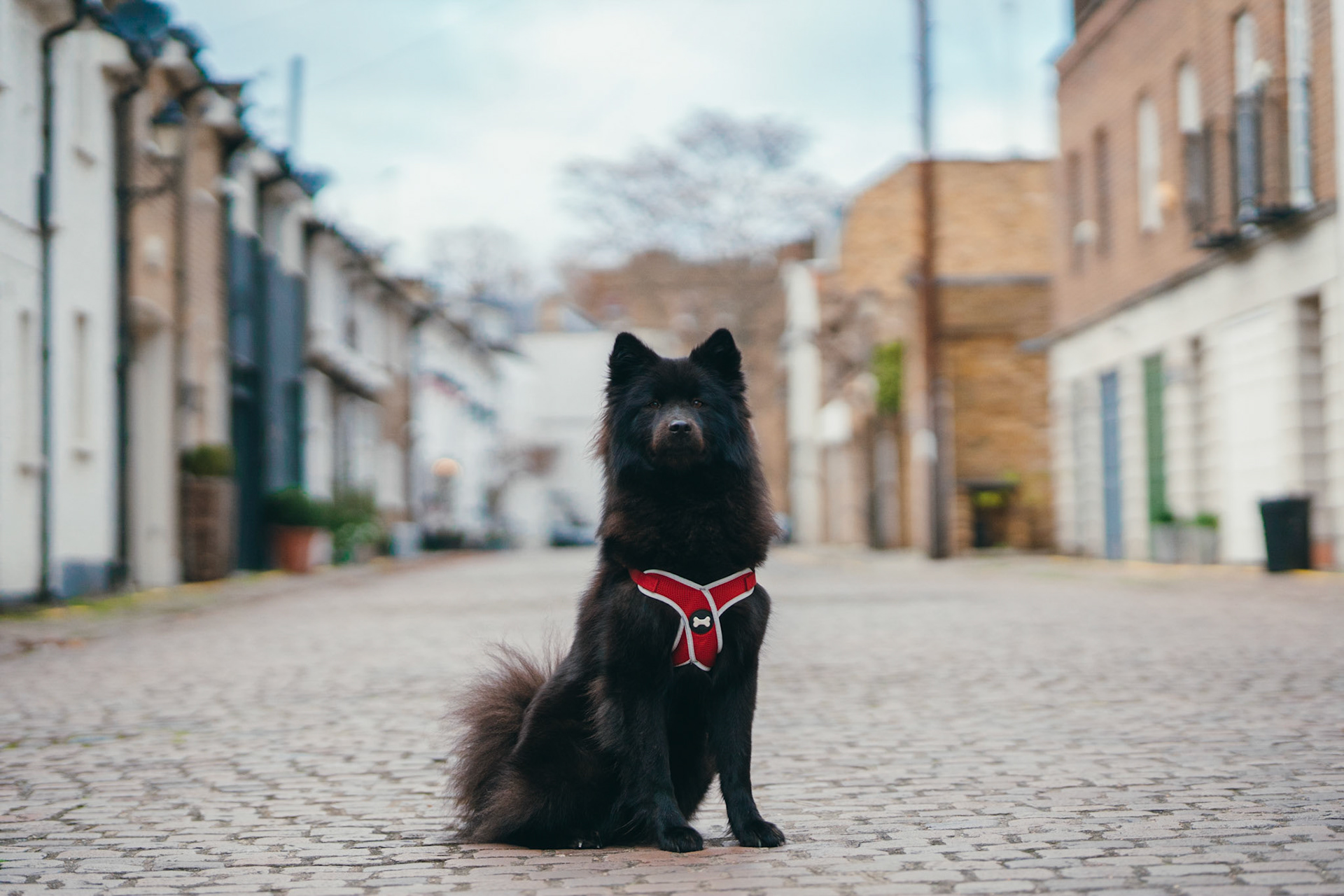 Bella, a Eurasier, in the park. Taken during a pet portrait session in Kensington and Chelsea