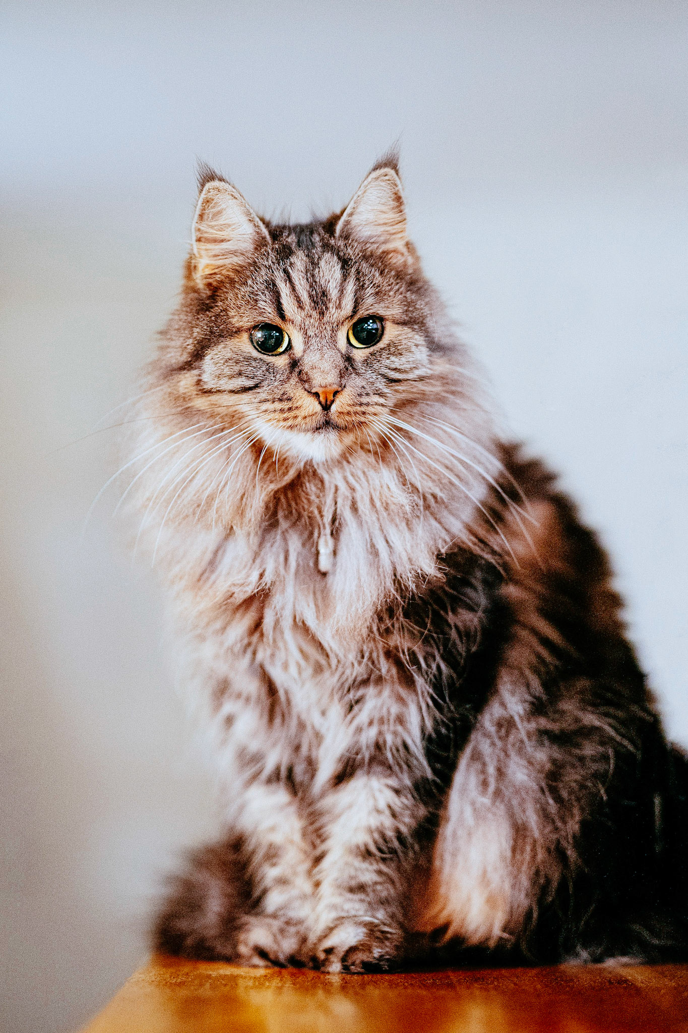 Lolo, a norwegian forest cat, from a cat photoshoot in London