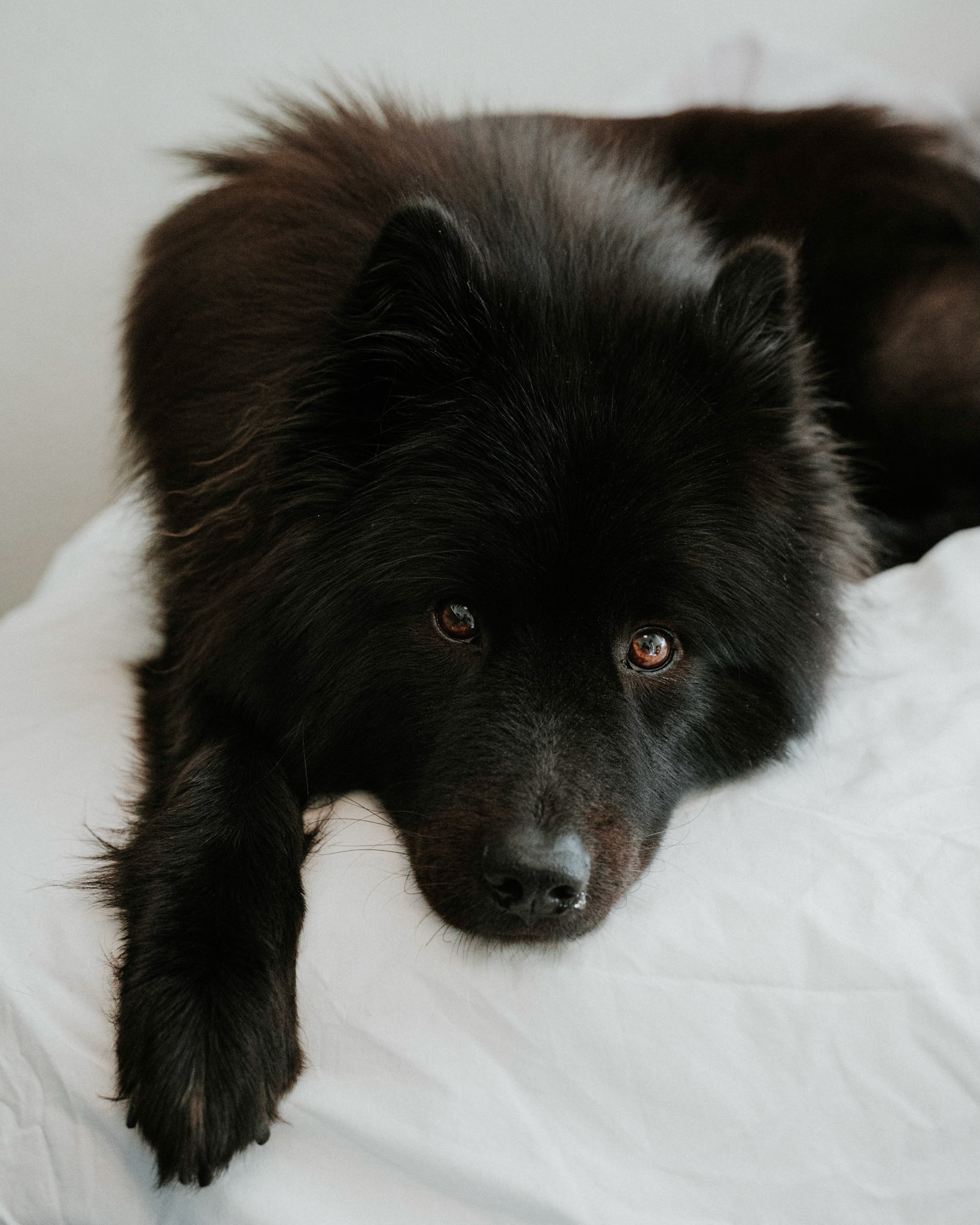 Bella, a Eurasier. Taken during a pet portrait session in Wimbledon