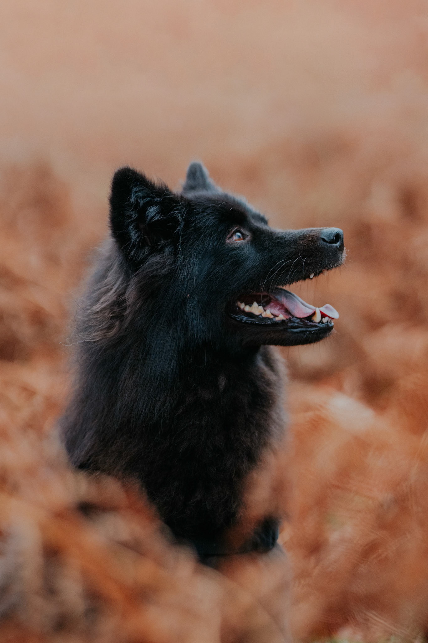 A portrait of Bella, a eurasier, taken in Richmond Park during an outdoor pet photoshoot.