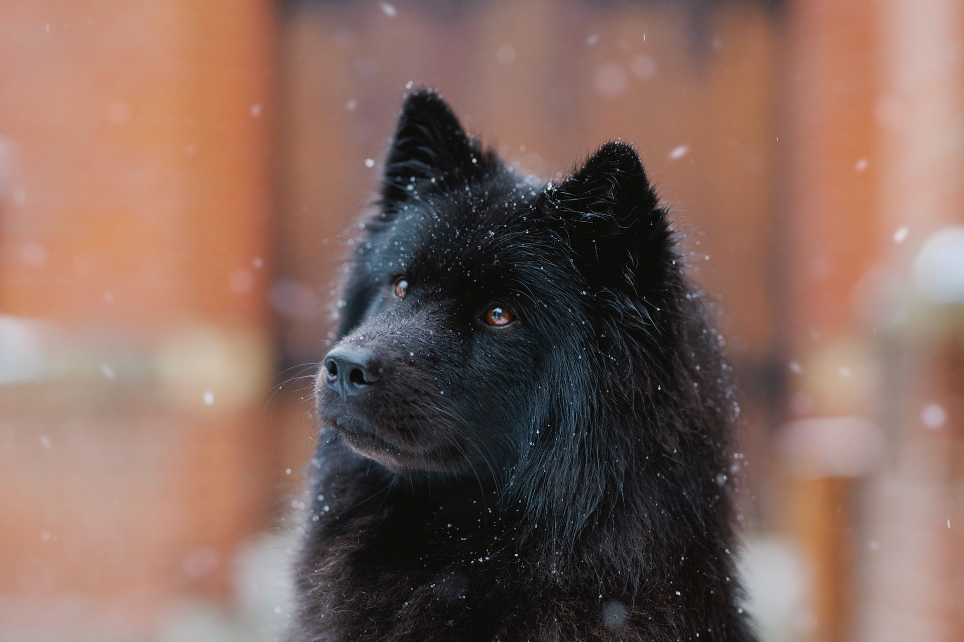 Bella, a Eurasier, in the park. Taken during a pet photography session in Kensington and Chelsea