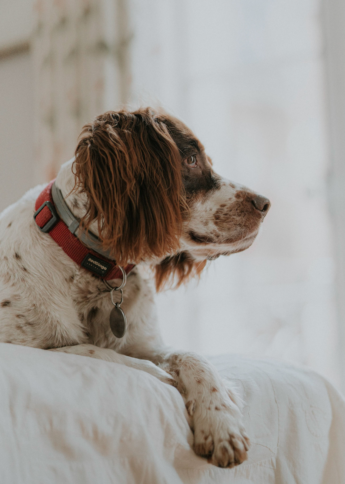 Cooper, a spaniel. Taken during a pet portrait session in Kensington and Chelsea