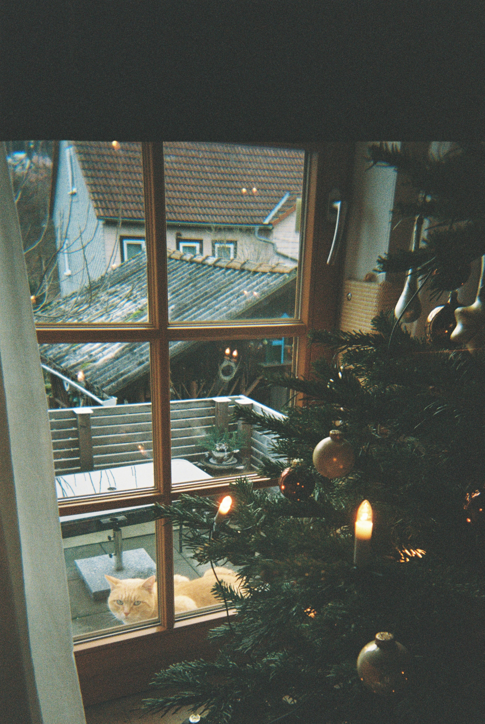 Cat and Christmas