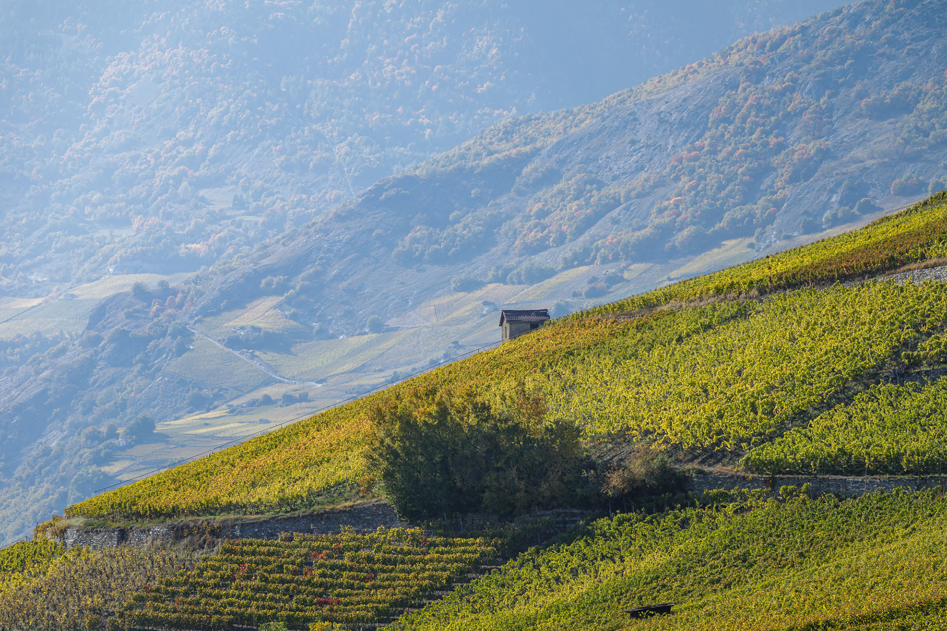 Les vignes après les vendanges