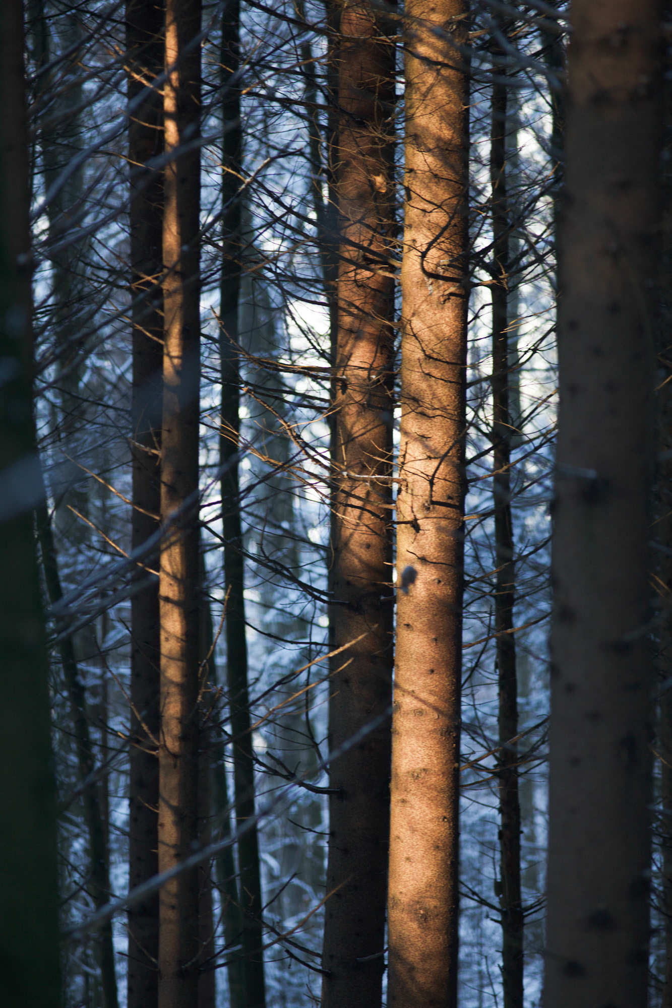 La forêt