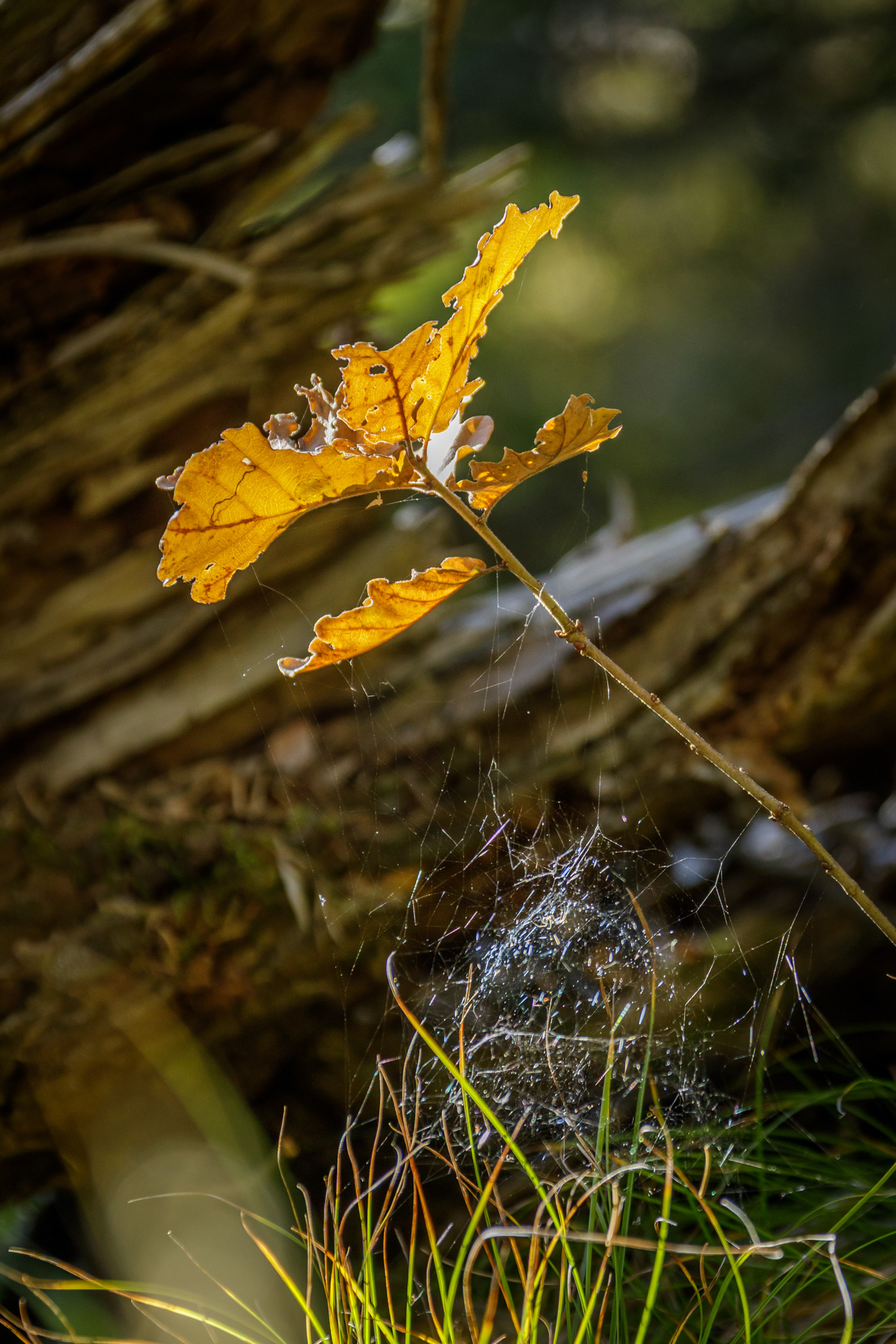 L'automne...