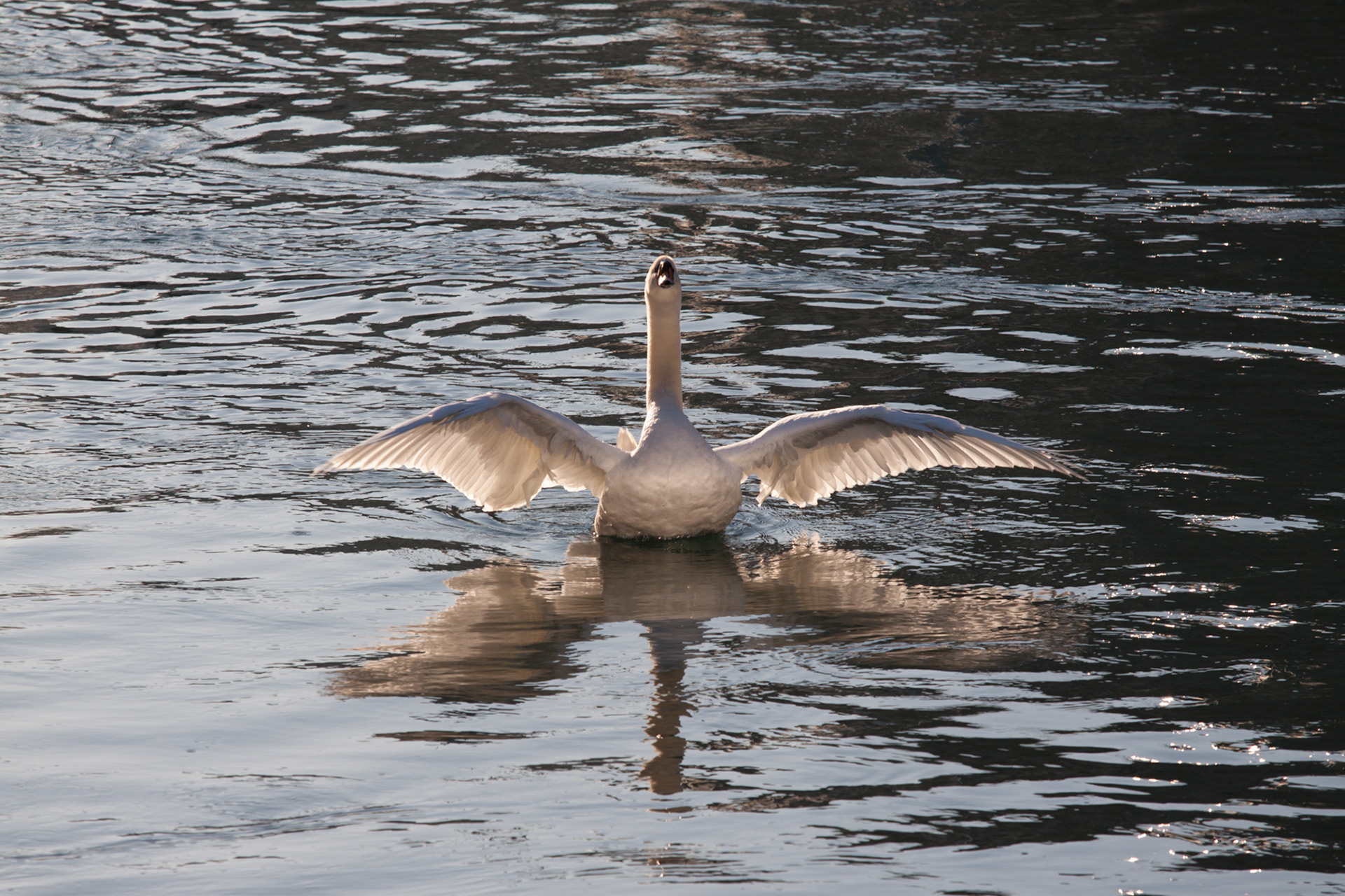 Le signe sans équivoque du cygne
