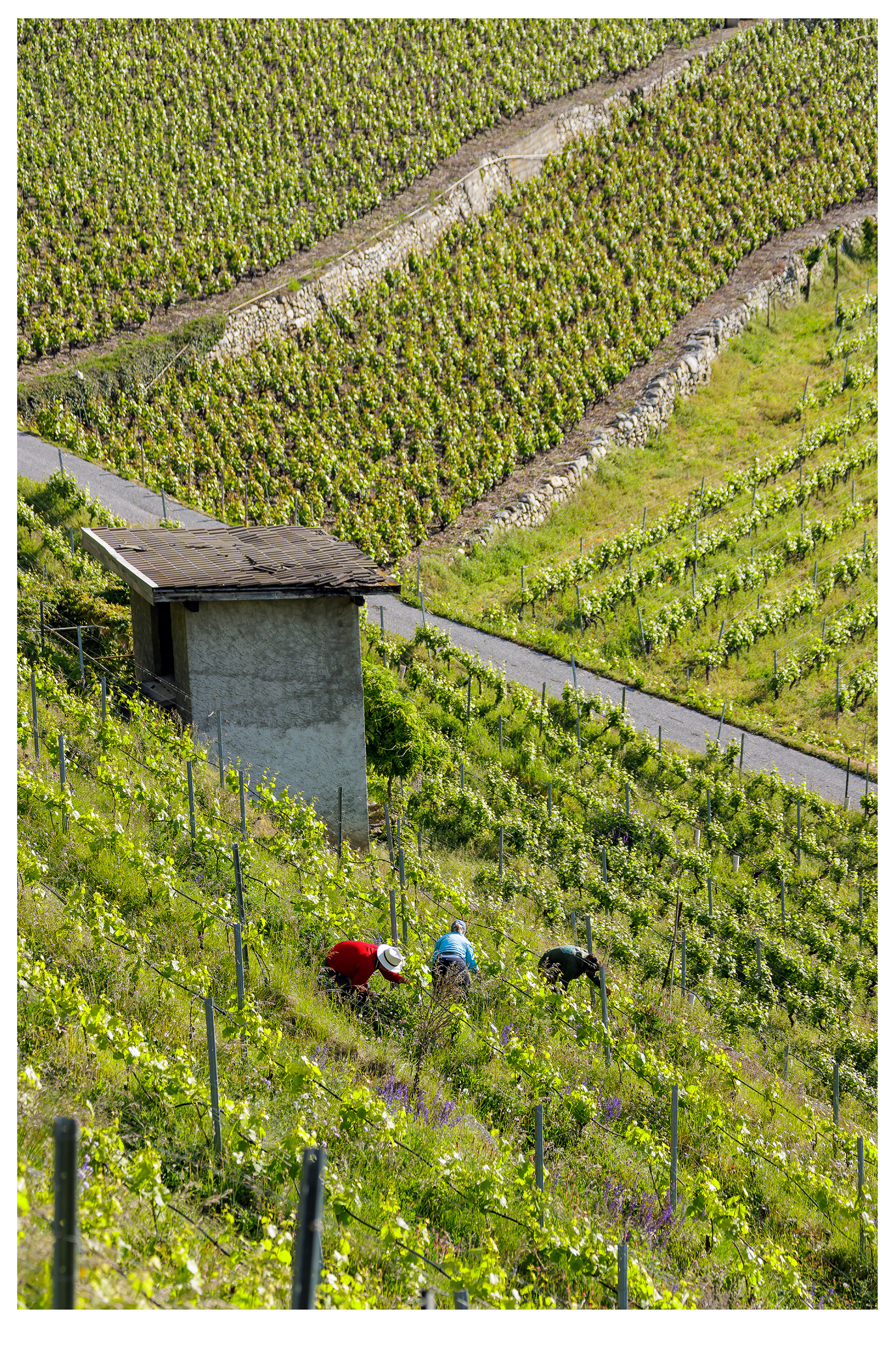 Travail dans des parcelles de vigne en terrasses.