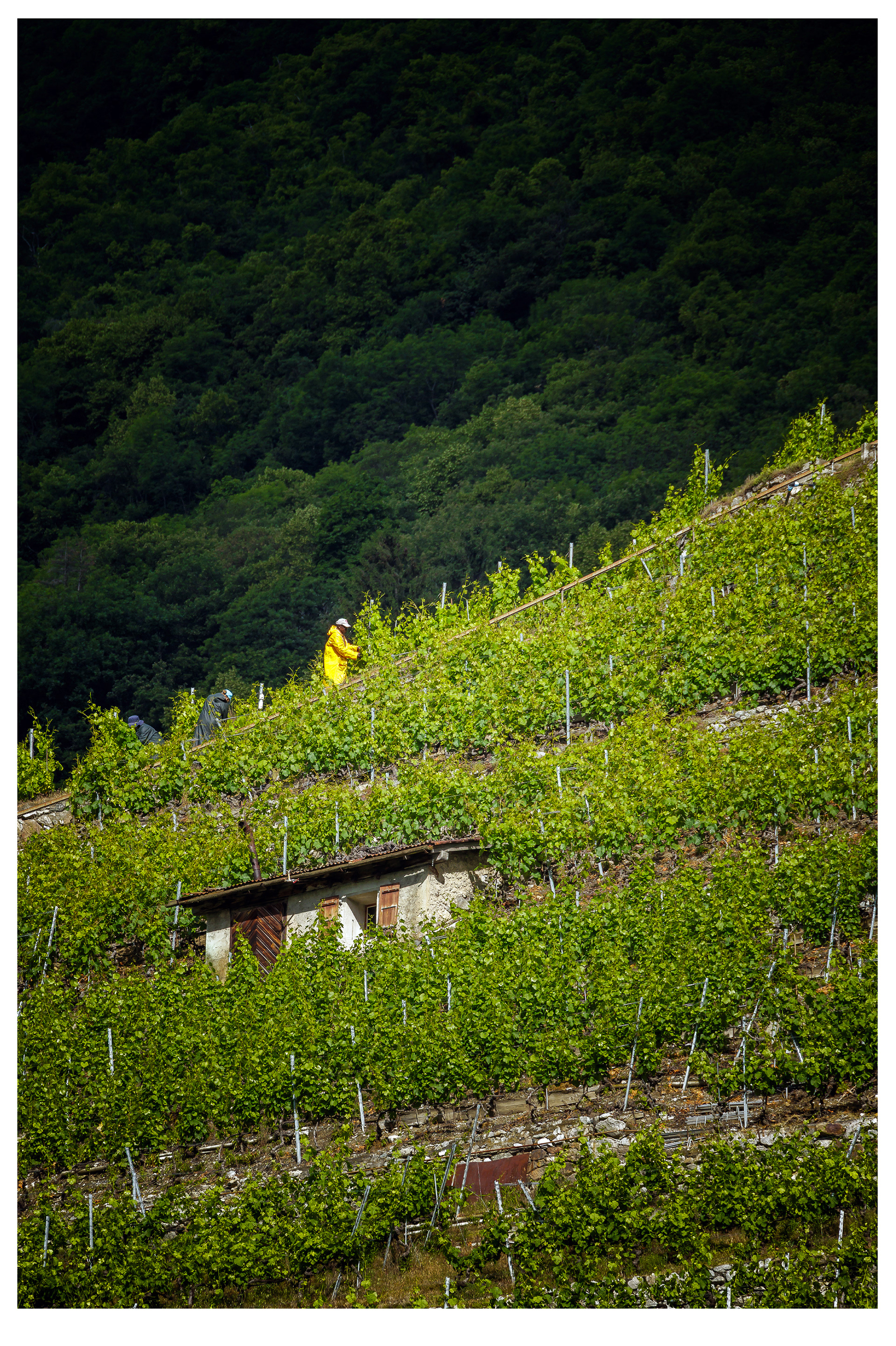 Parcelles viticoles du Valais central.