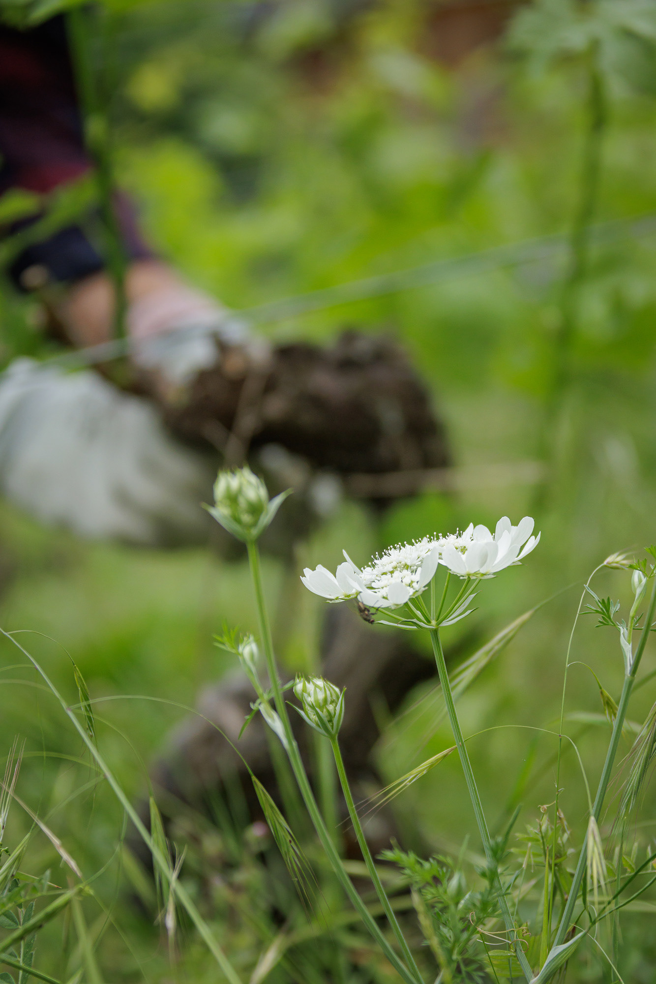 Orlaya grandiflora