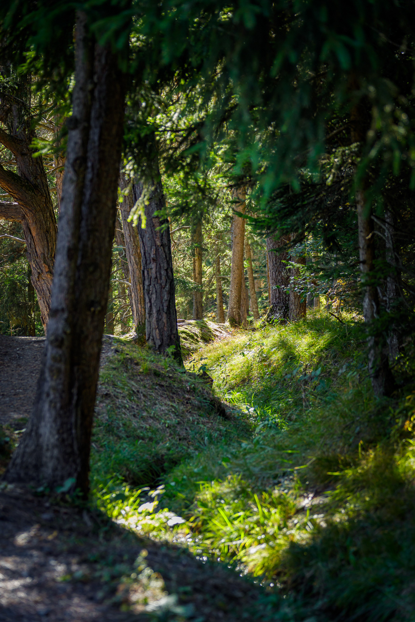 Bisse sous-bois