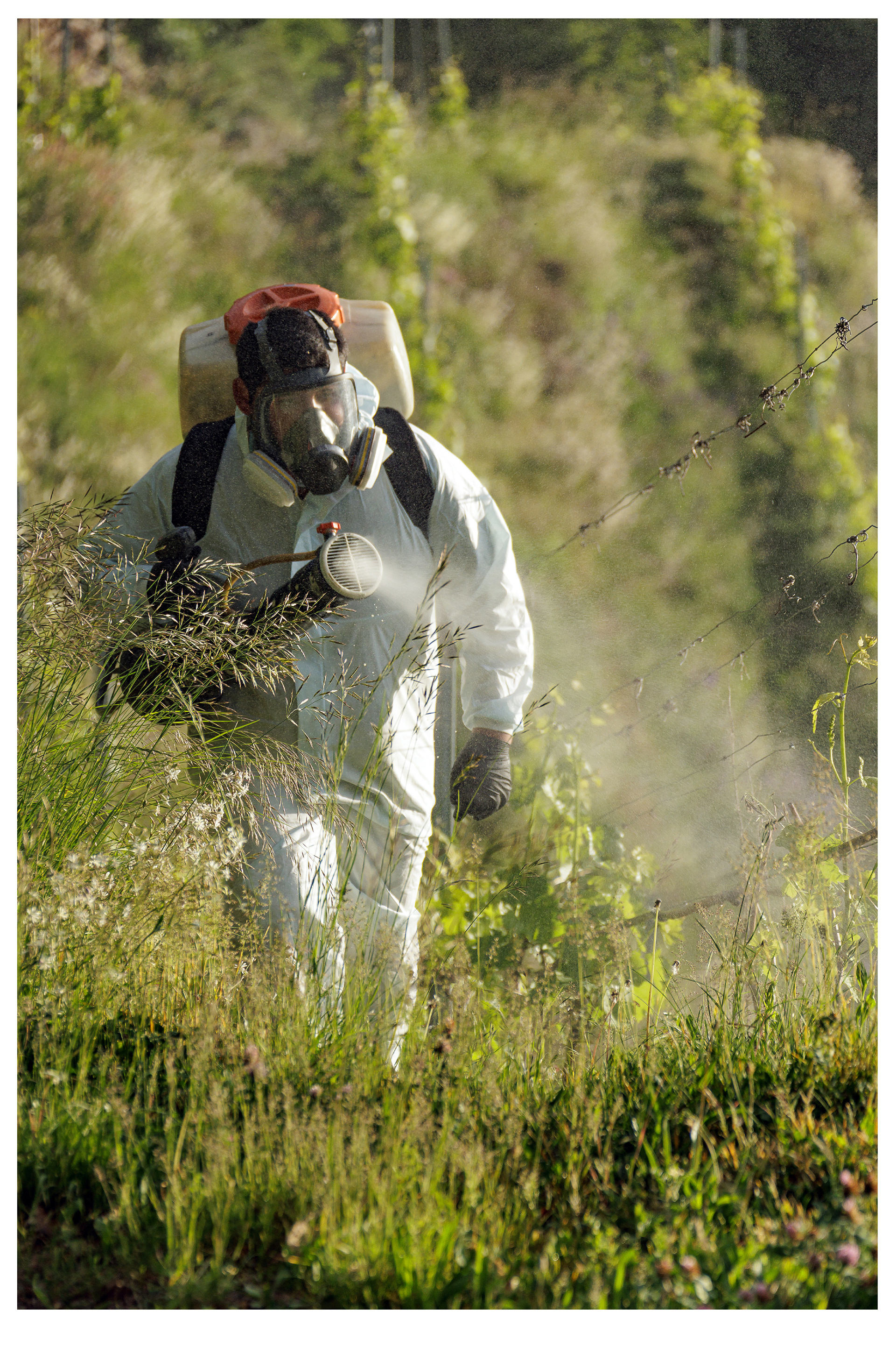 Traitement biologique de la vigne à l’aide de produits d’origine naturelle.