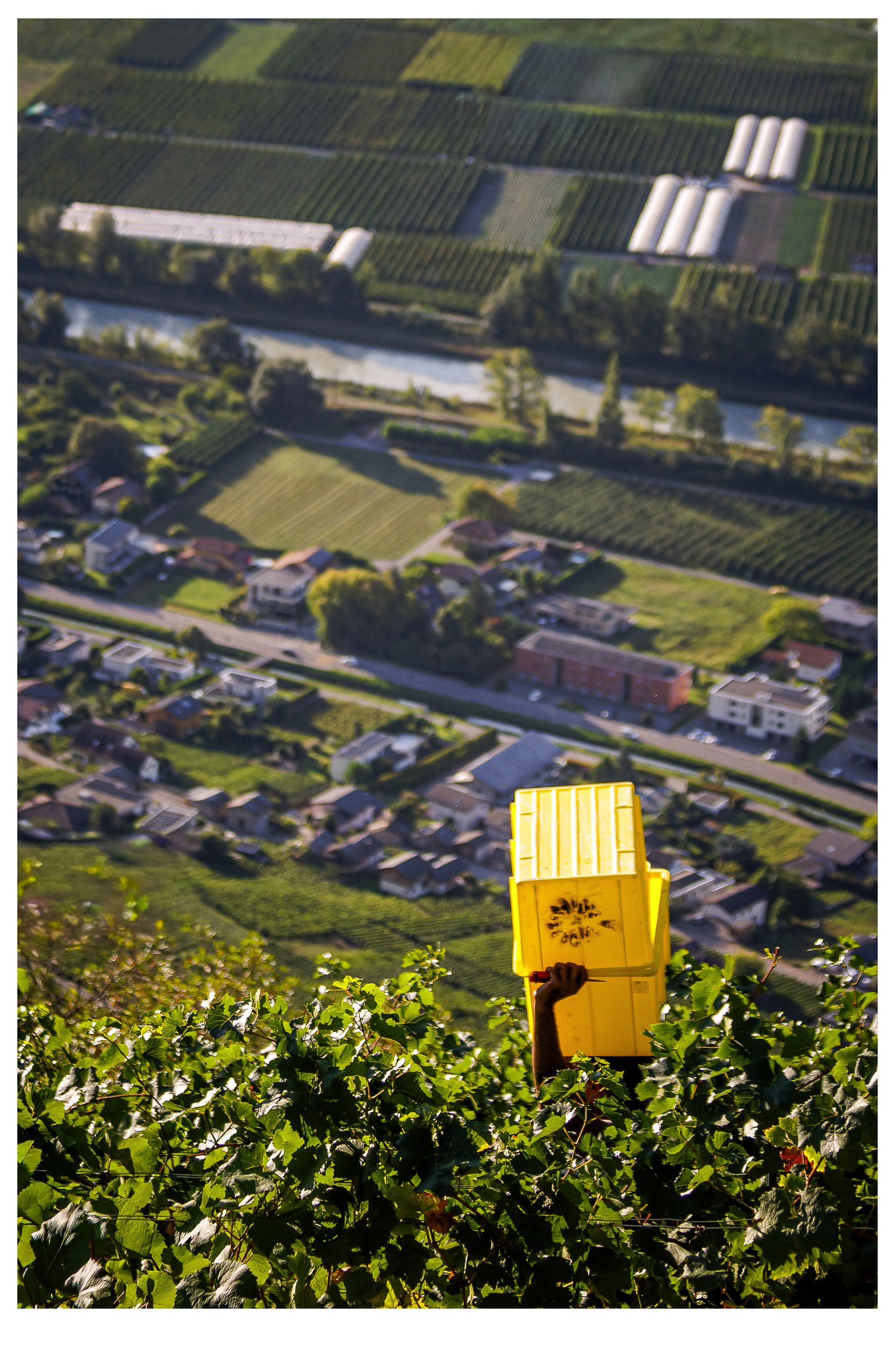 Vendanges dans une parcelle en pente.