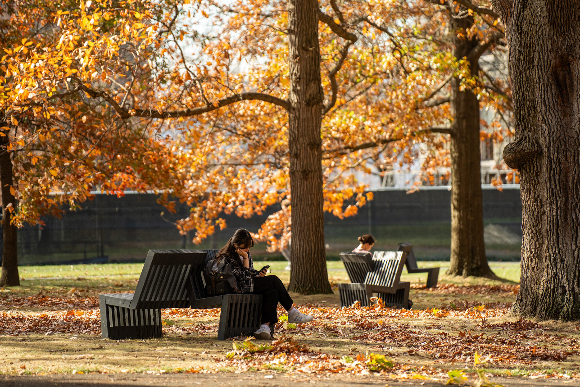 Students studying outside in the 70 degree weather,  Arts Quad, Nov 5, 2024. (Ming DeMers/Sun Photography Editor)