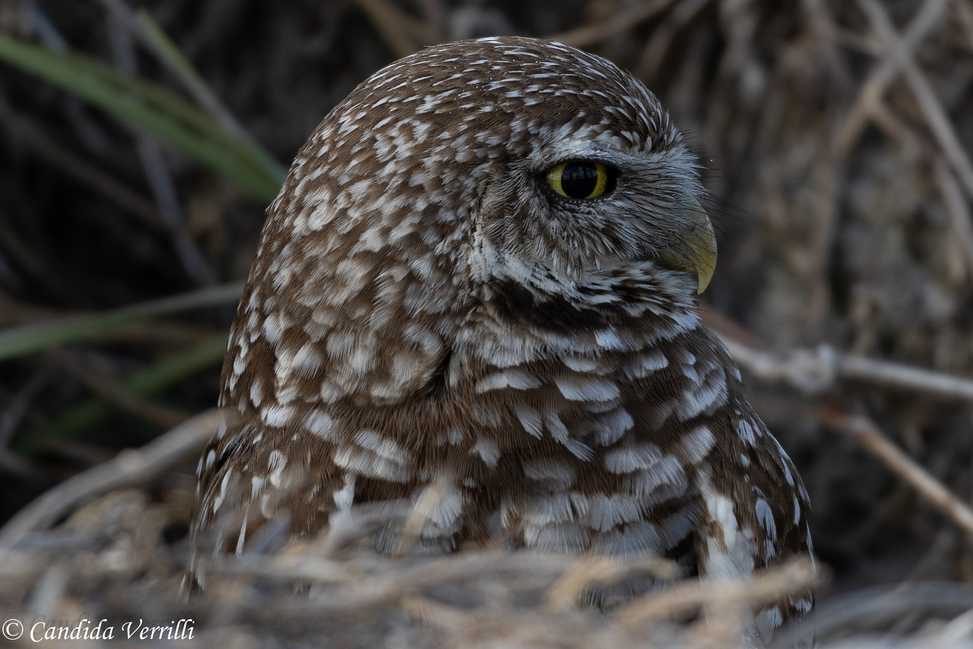 Burrowing Owl
