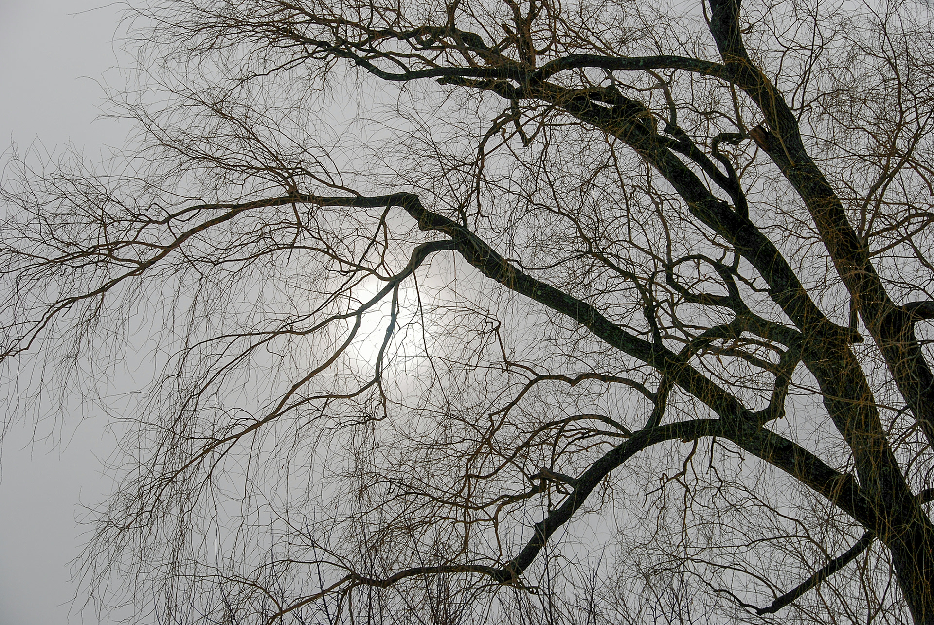 Winter sun and willow tree