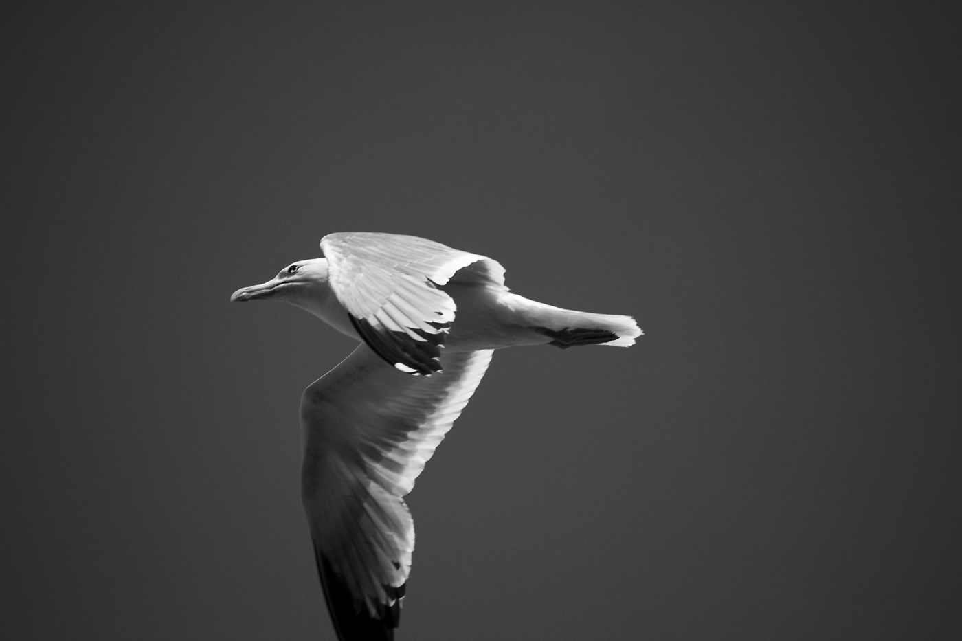 Aves