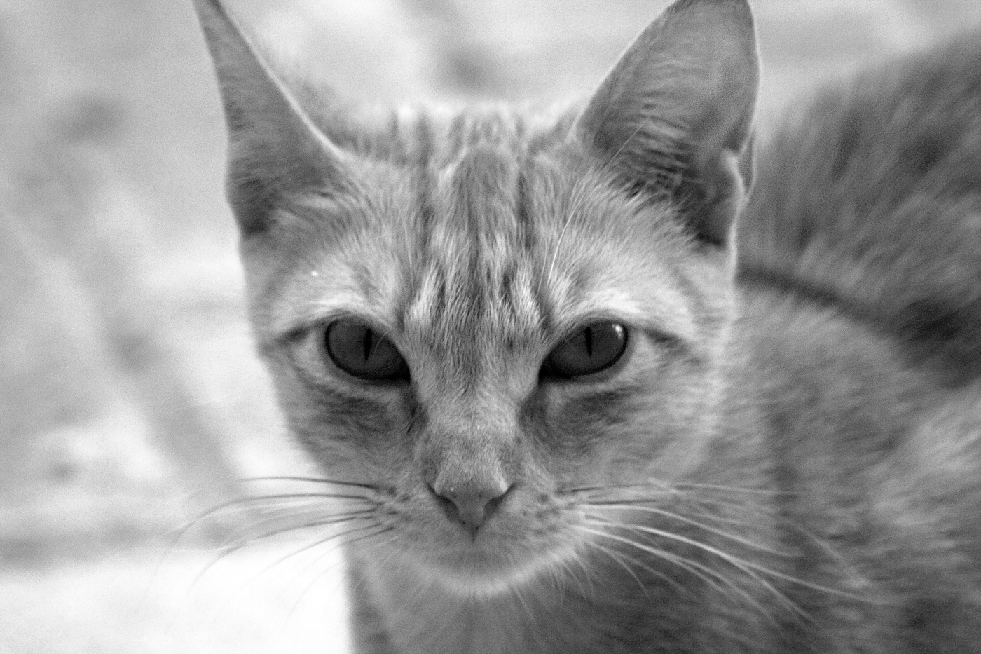Expresiones de animales