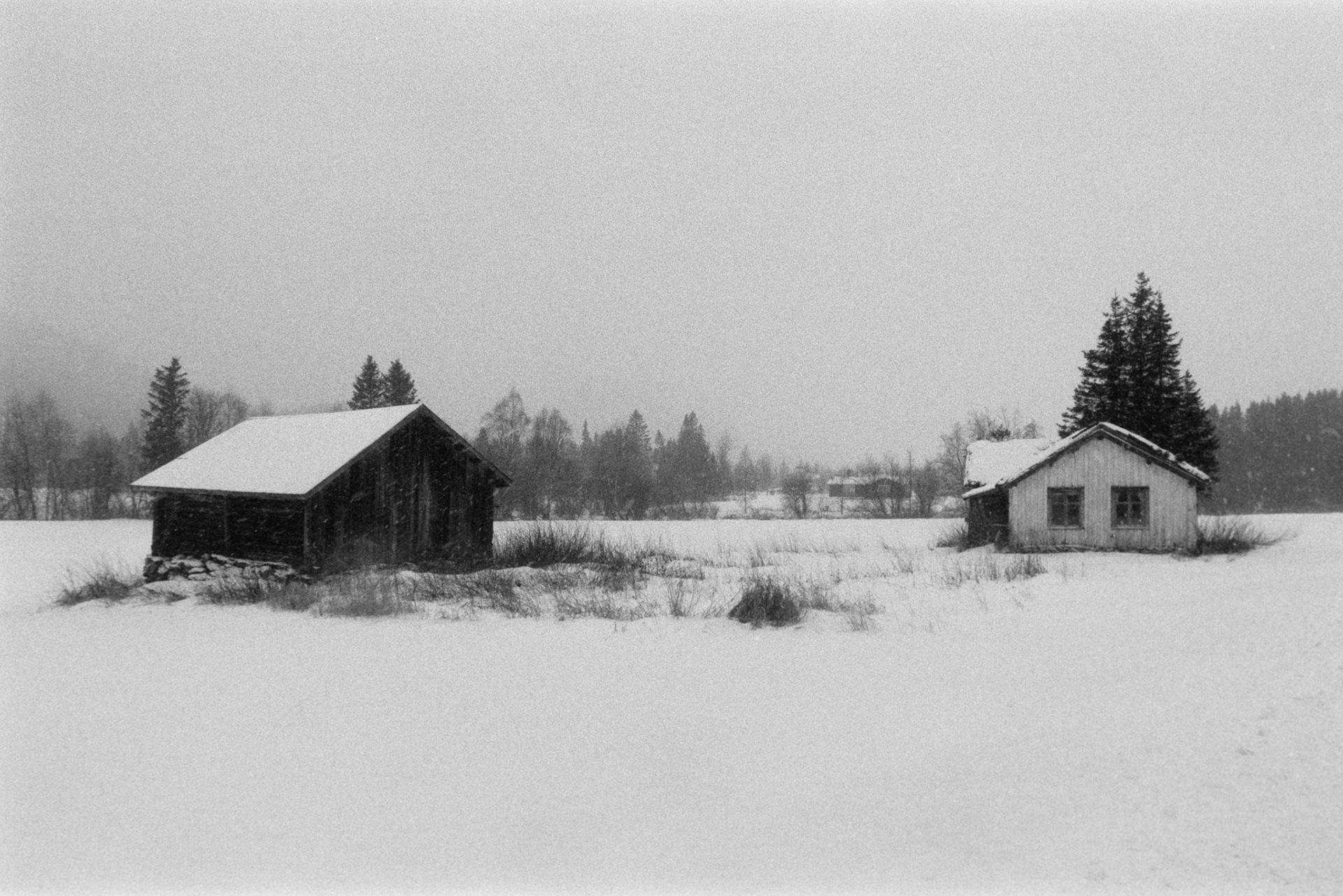Pentax MZ-S - 50mm F1.4 - Kentmere 400 @ 1600