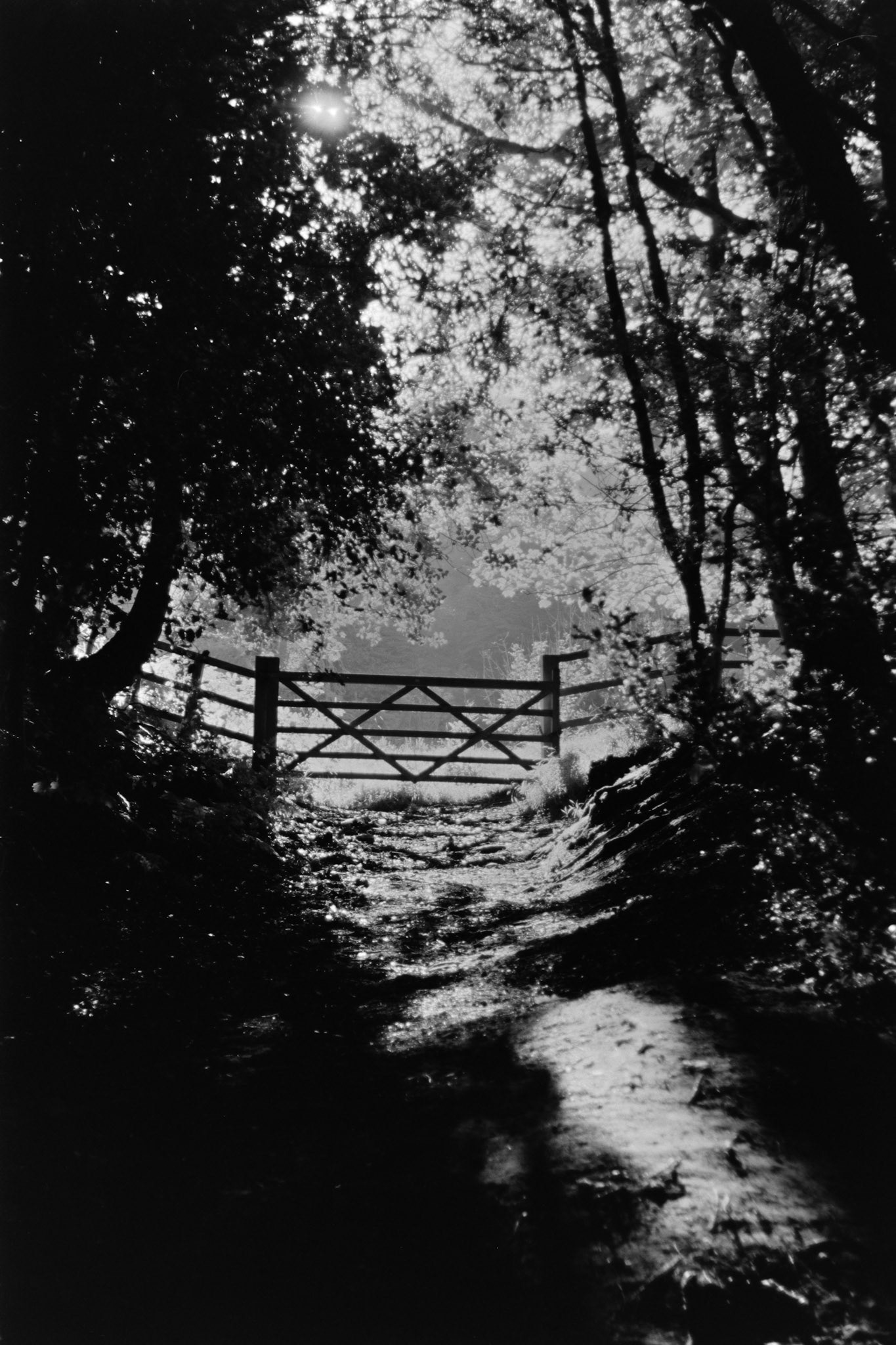 Pentax Program A - 28-105mm F3.5 - Svema 100