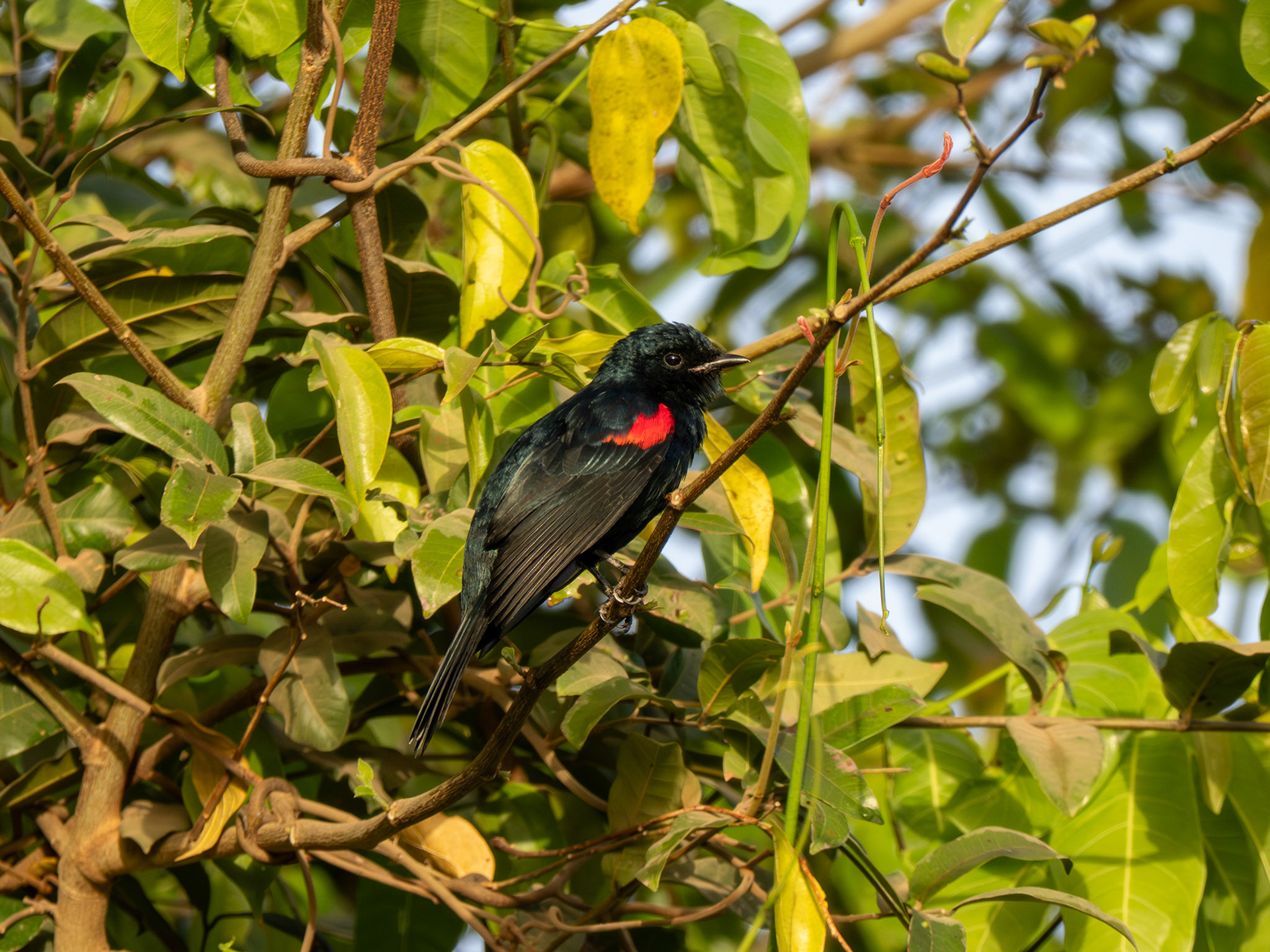 Red Winged Cuckoo Shrike