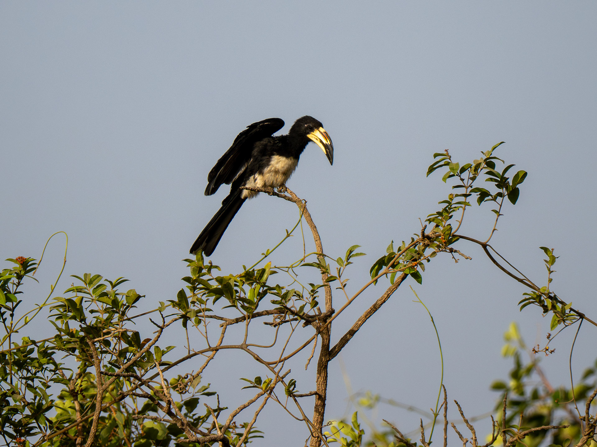 African Pied Hornbill