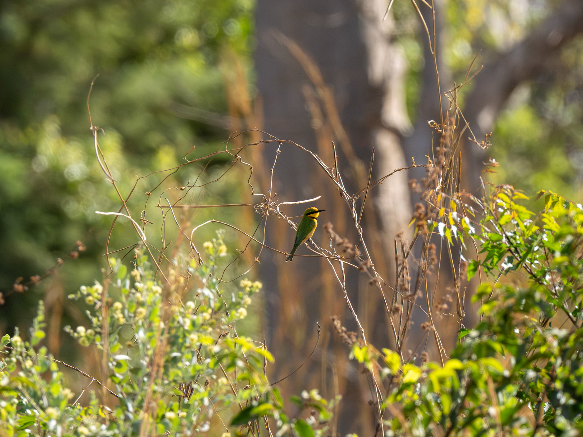 Little Bee eater