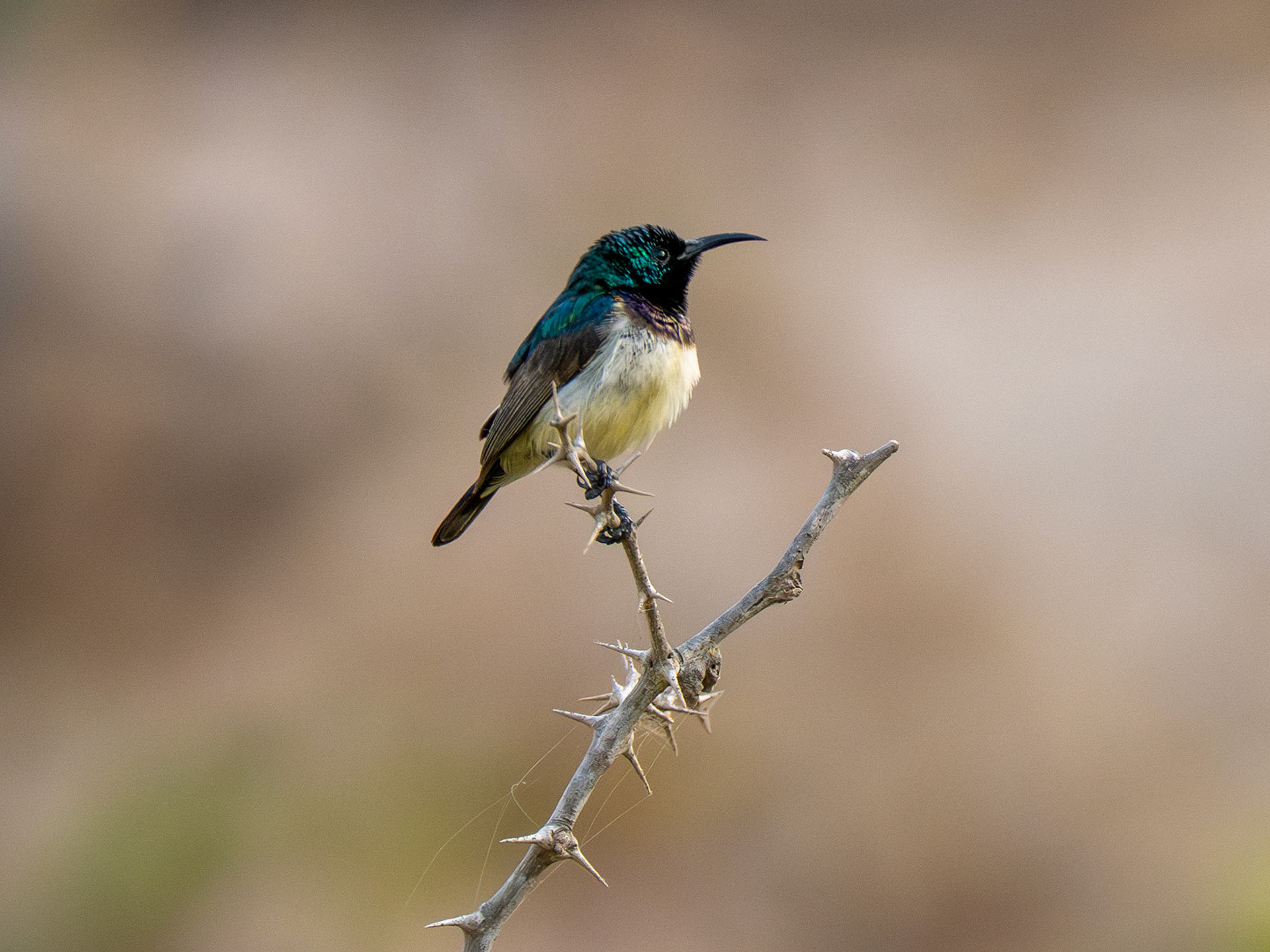 Variable Sunbird