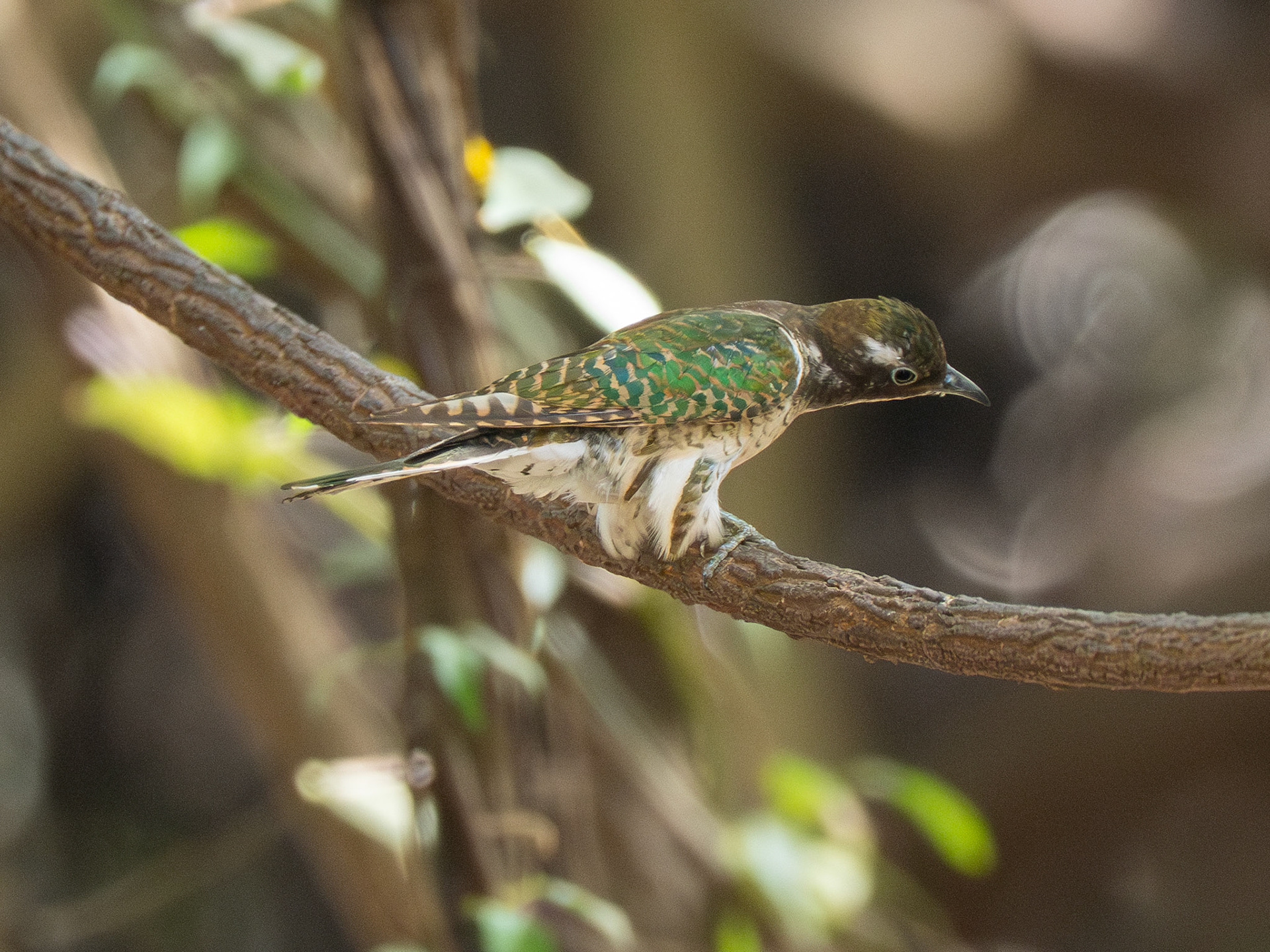 Klass' Cuckoo