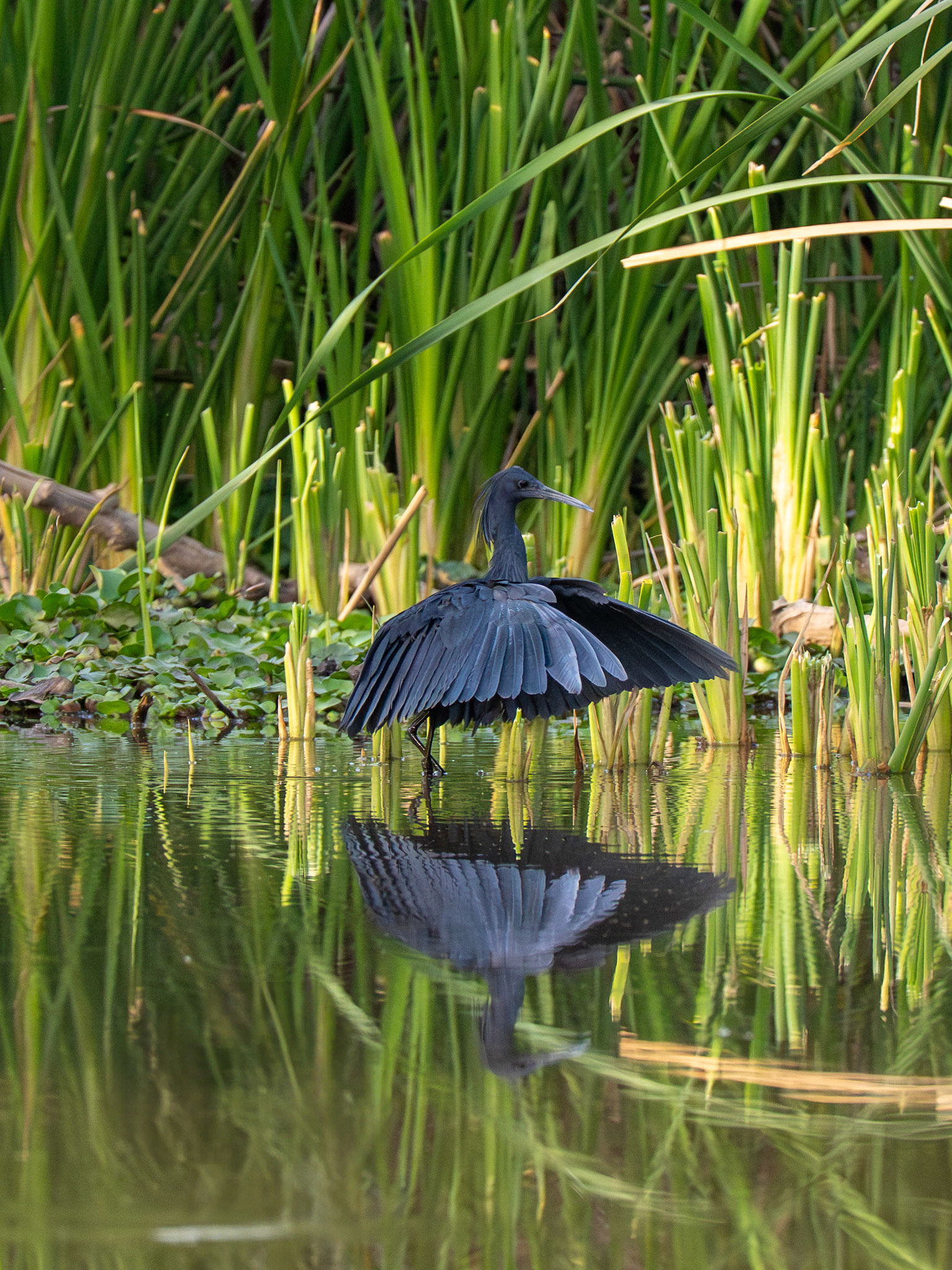 Black Heron