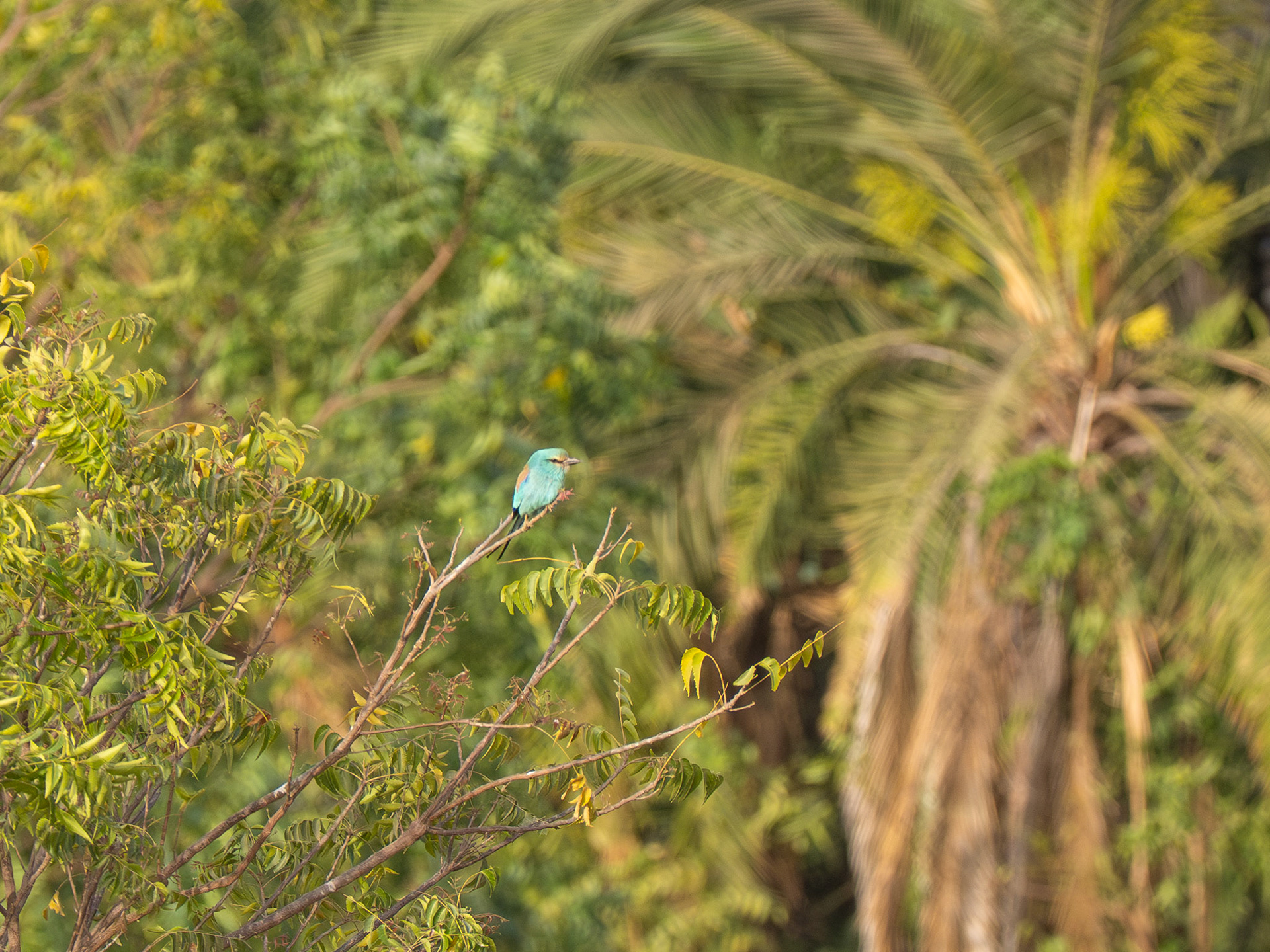 Abyssinian Roller