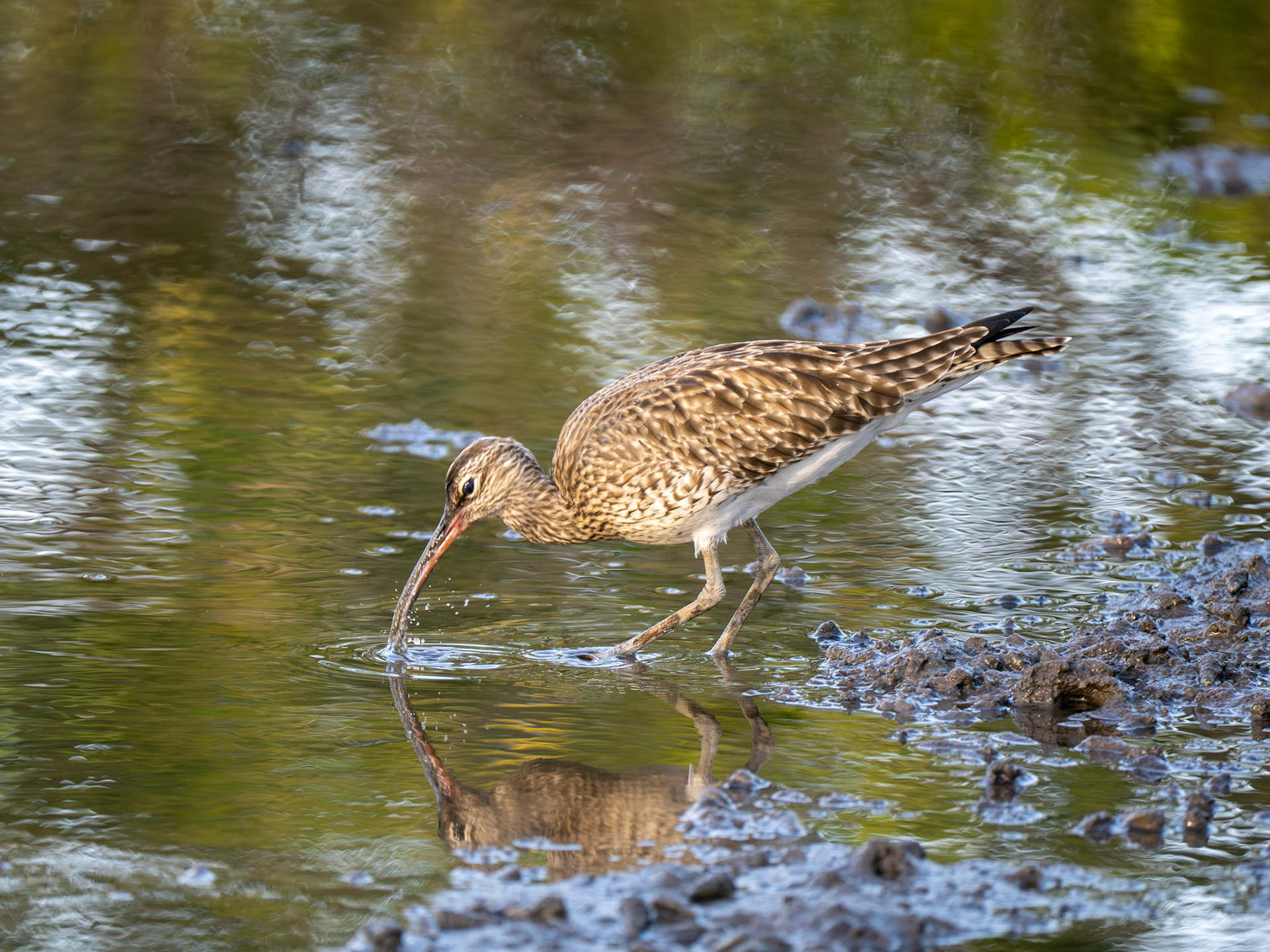 Whimbrel