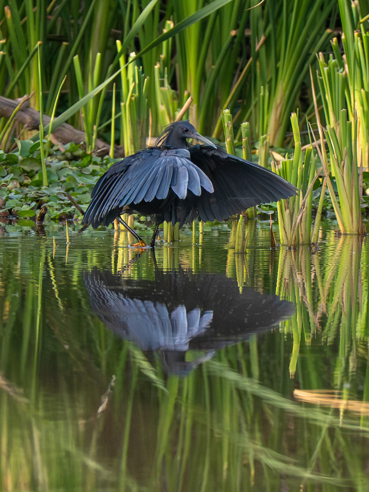 Black Heron