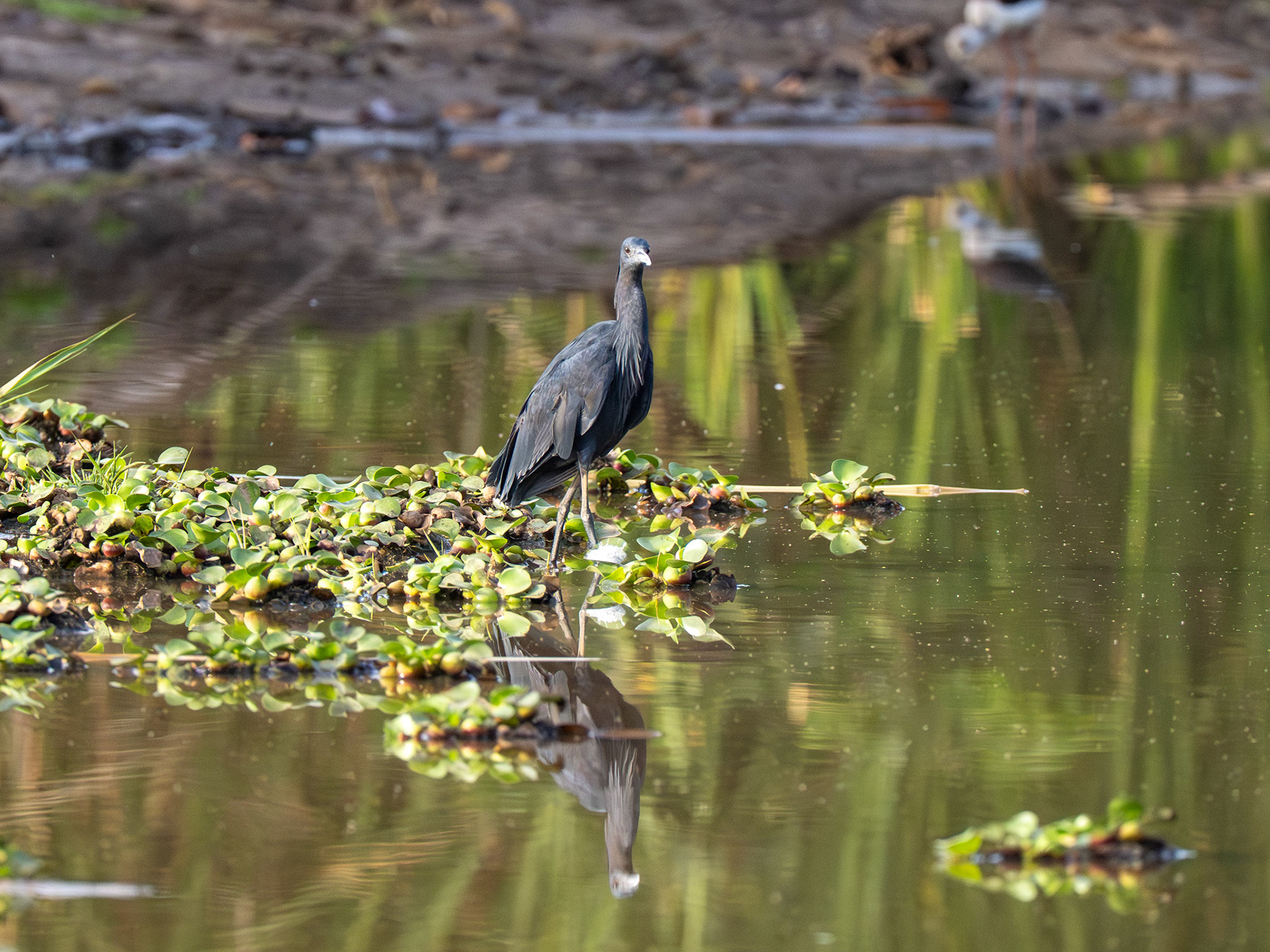 Black Heron