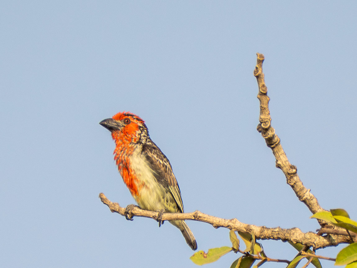 Veillots Barbet