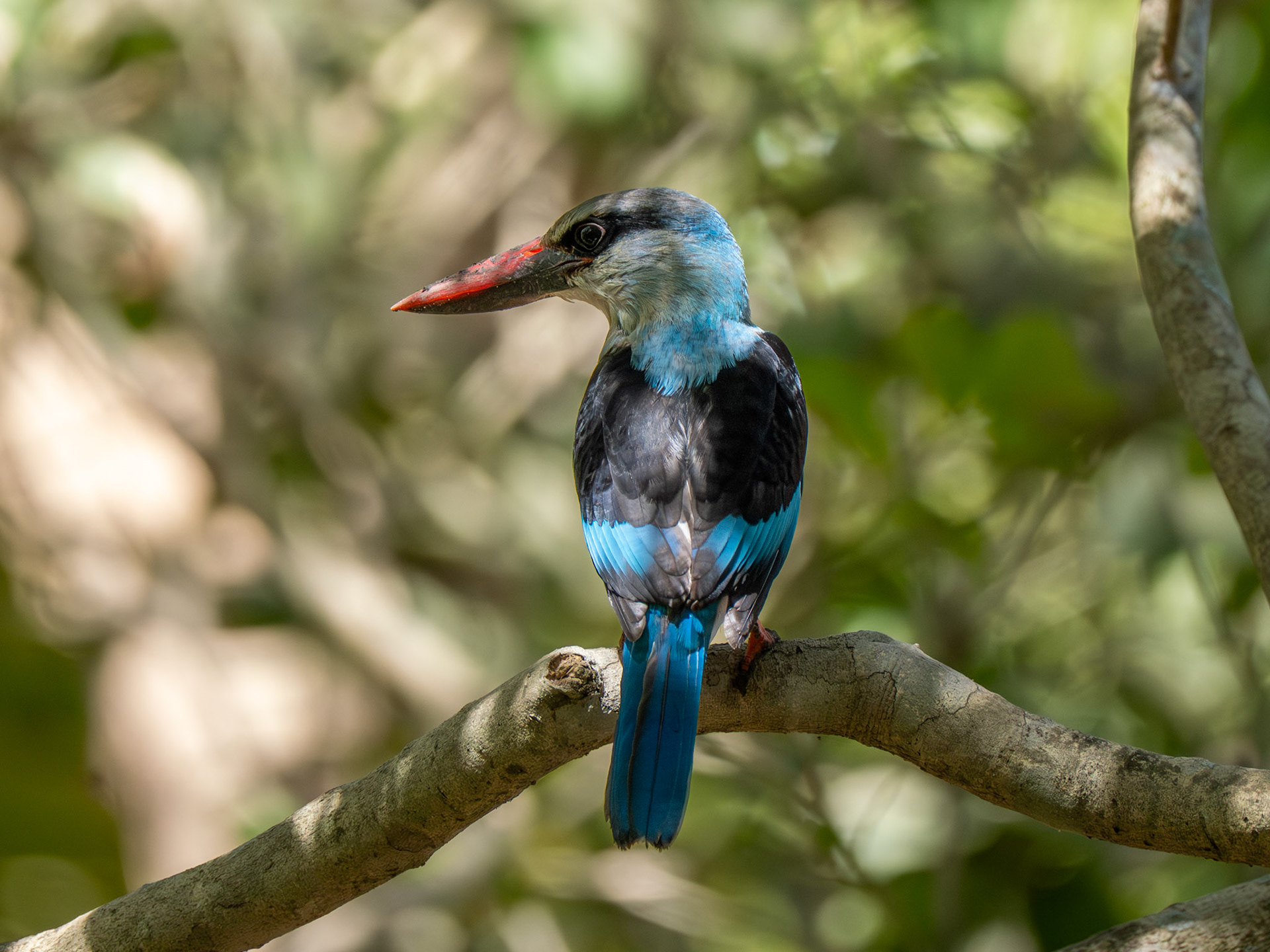 Blue Breasted Kingfisher