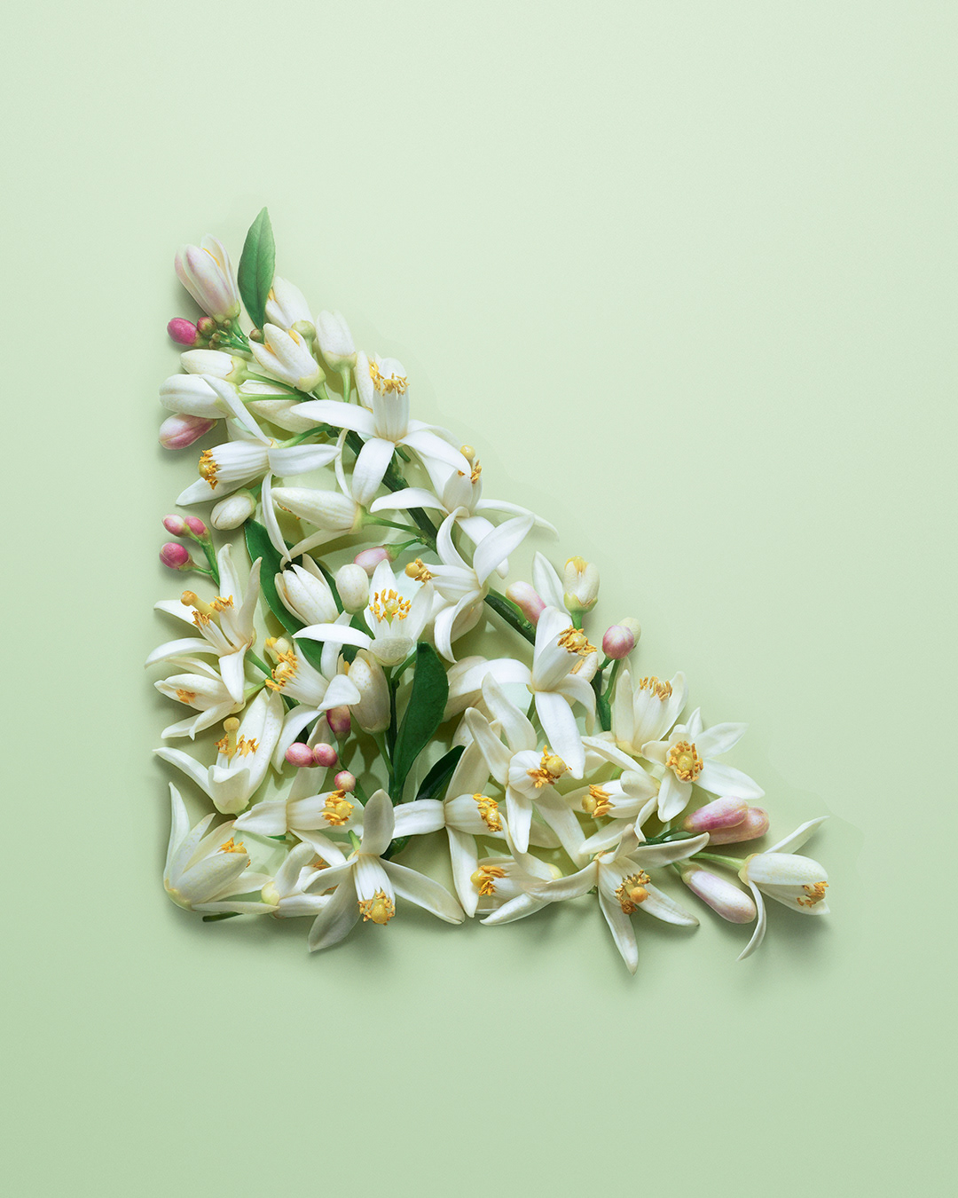 Prada Paradoxe