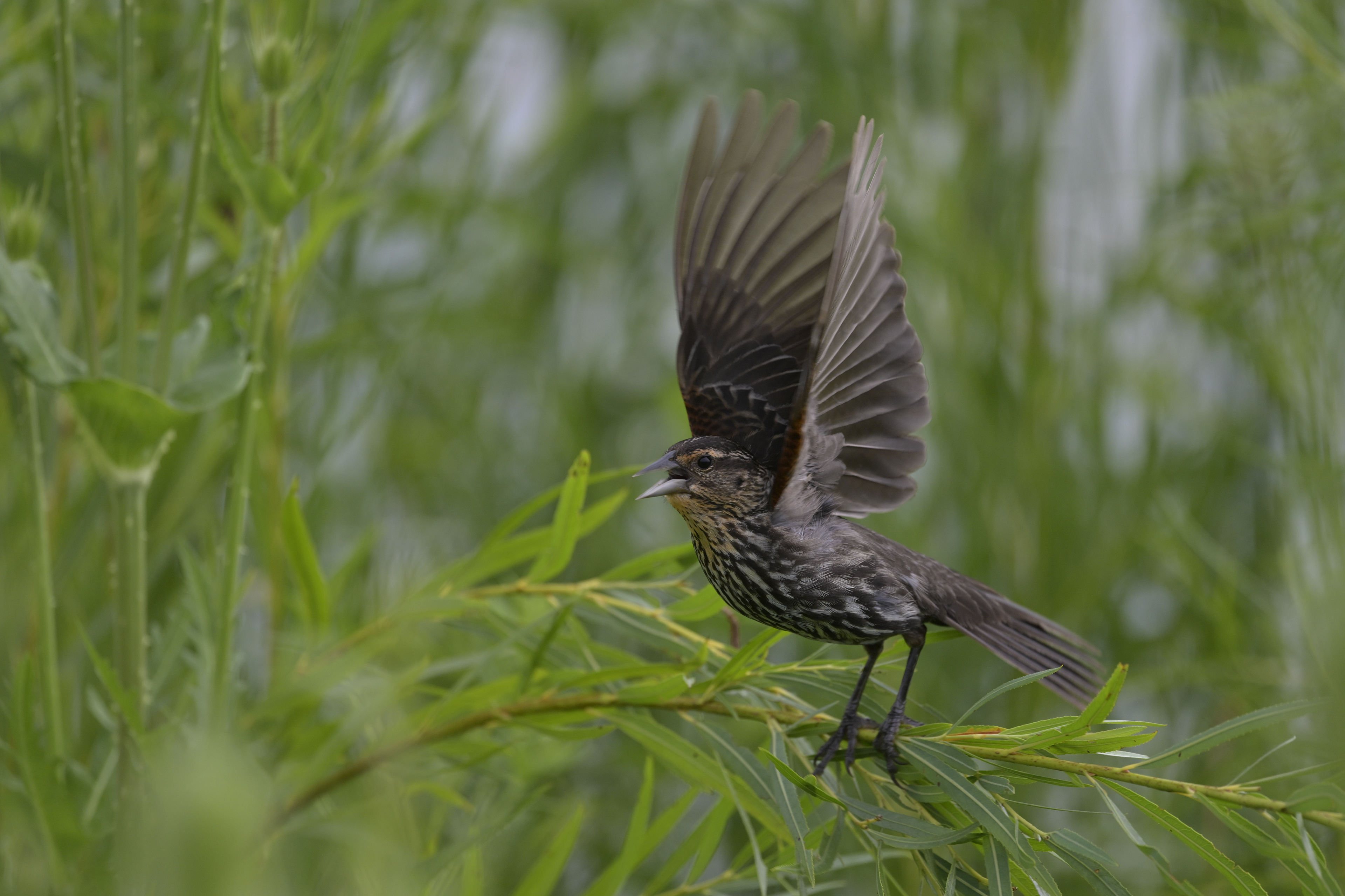 Female Red Winged Blackbird