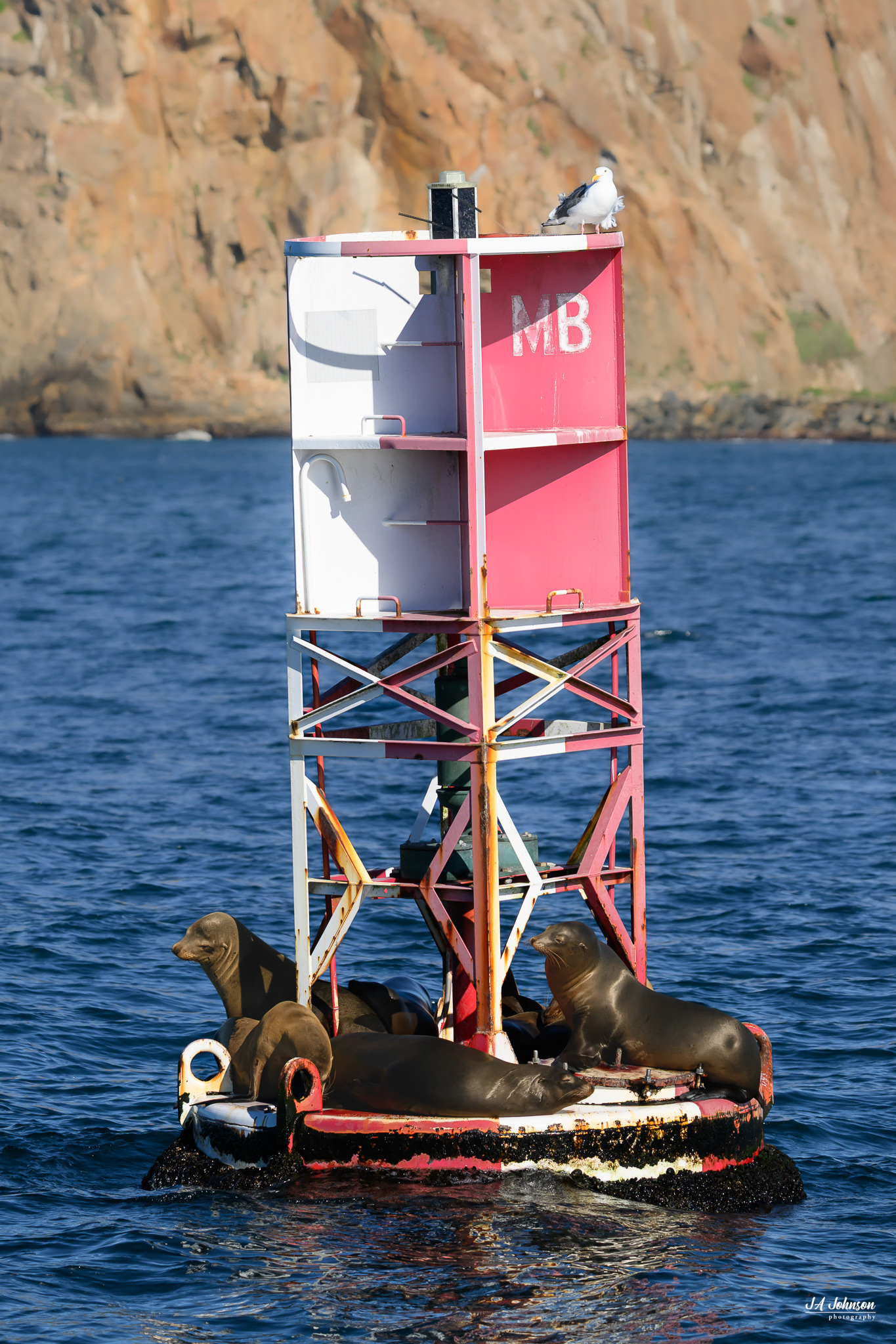 California Sea Lions on a Buoy