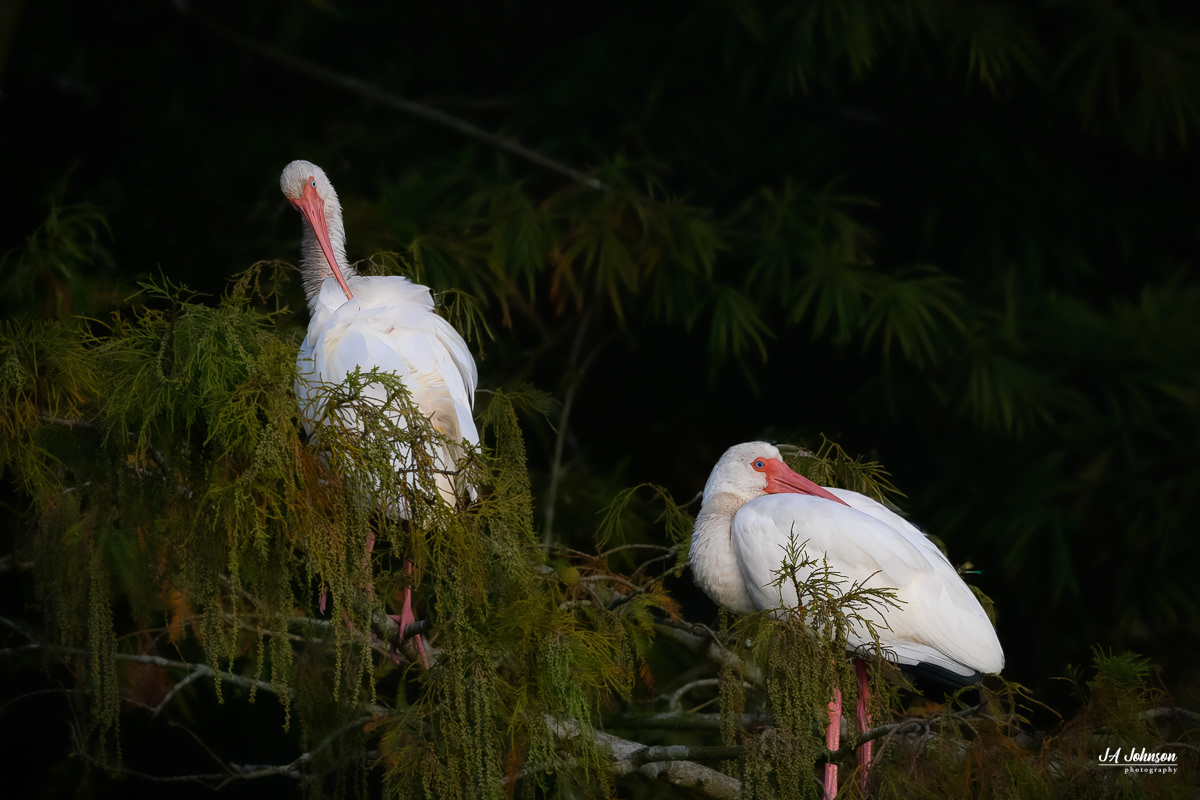 White Ibis Pair
