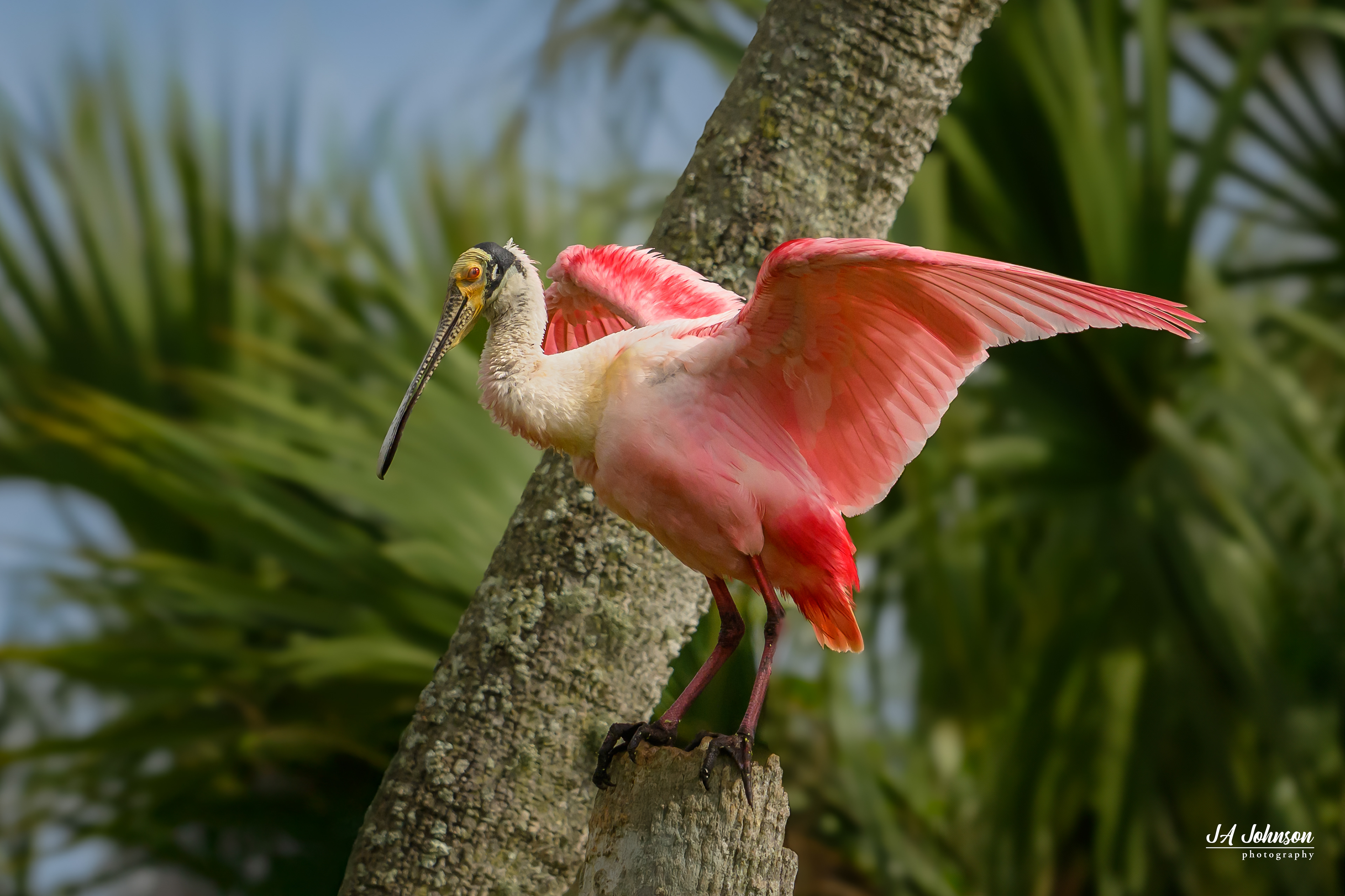 Roseate Spoonbill