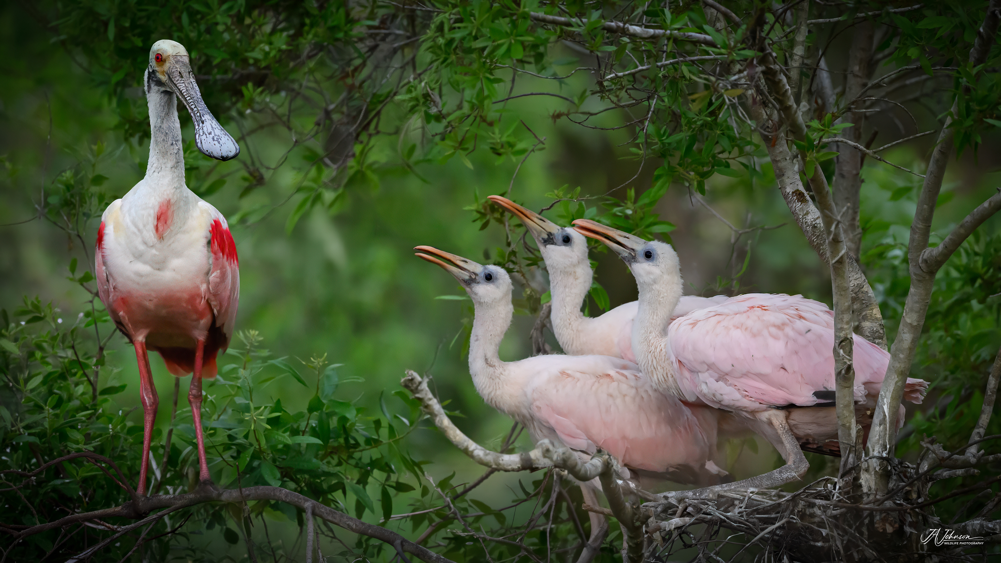 Roseate Spoonbill and Chicks