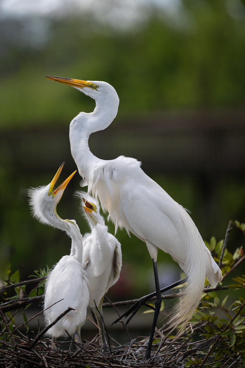 Great Egret and Chicks
